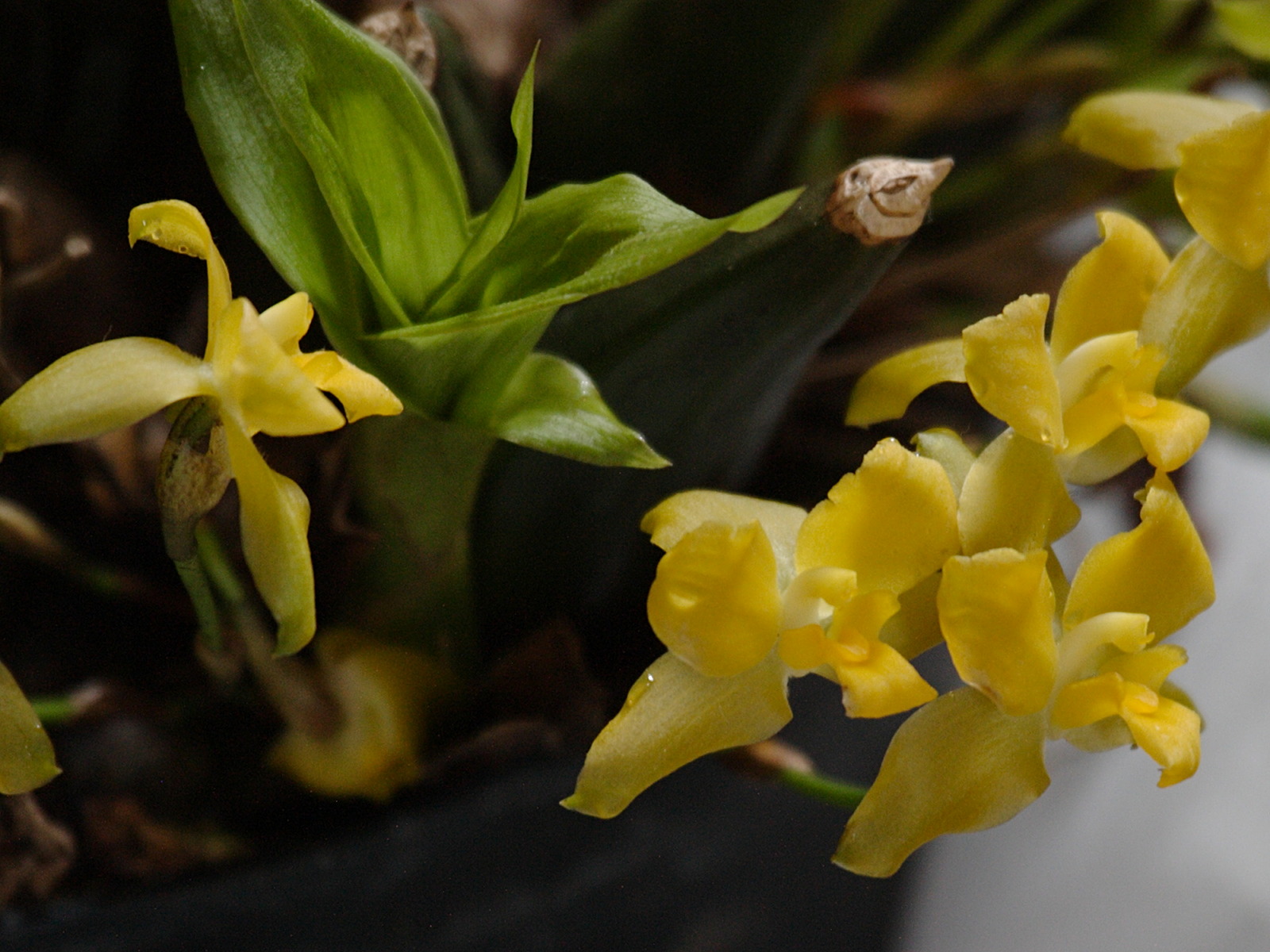 Afficher le média Lycaste_campbellii Lycaste_campbellii