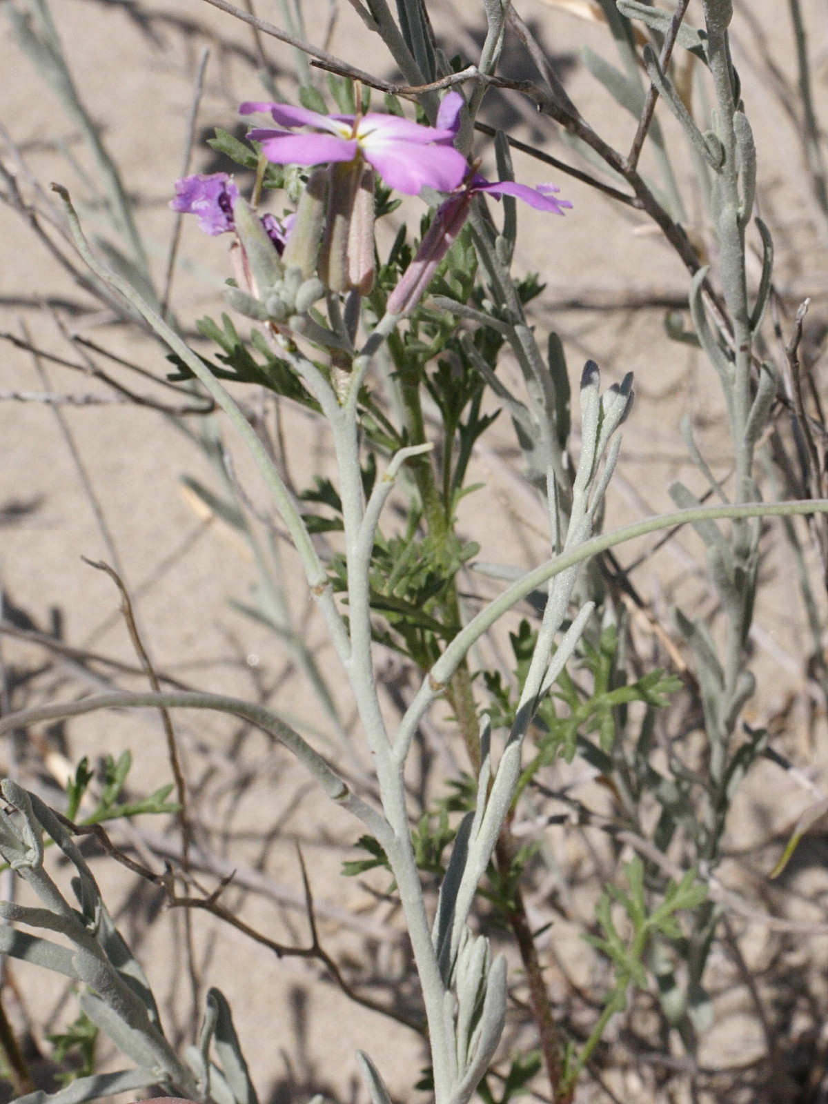 Afficher le média malcolmia_littorea1md malcolmia_littorea1md