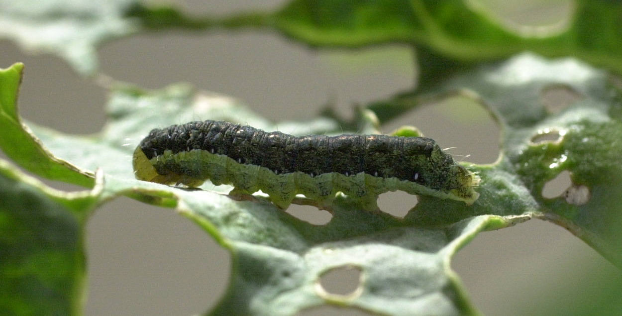 Afficher le média mamestra_brassicae_ch1md mamestra_brassicae_ch1md