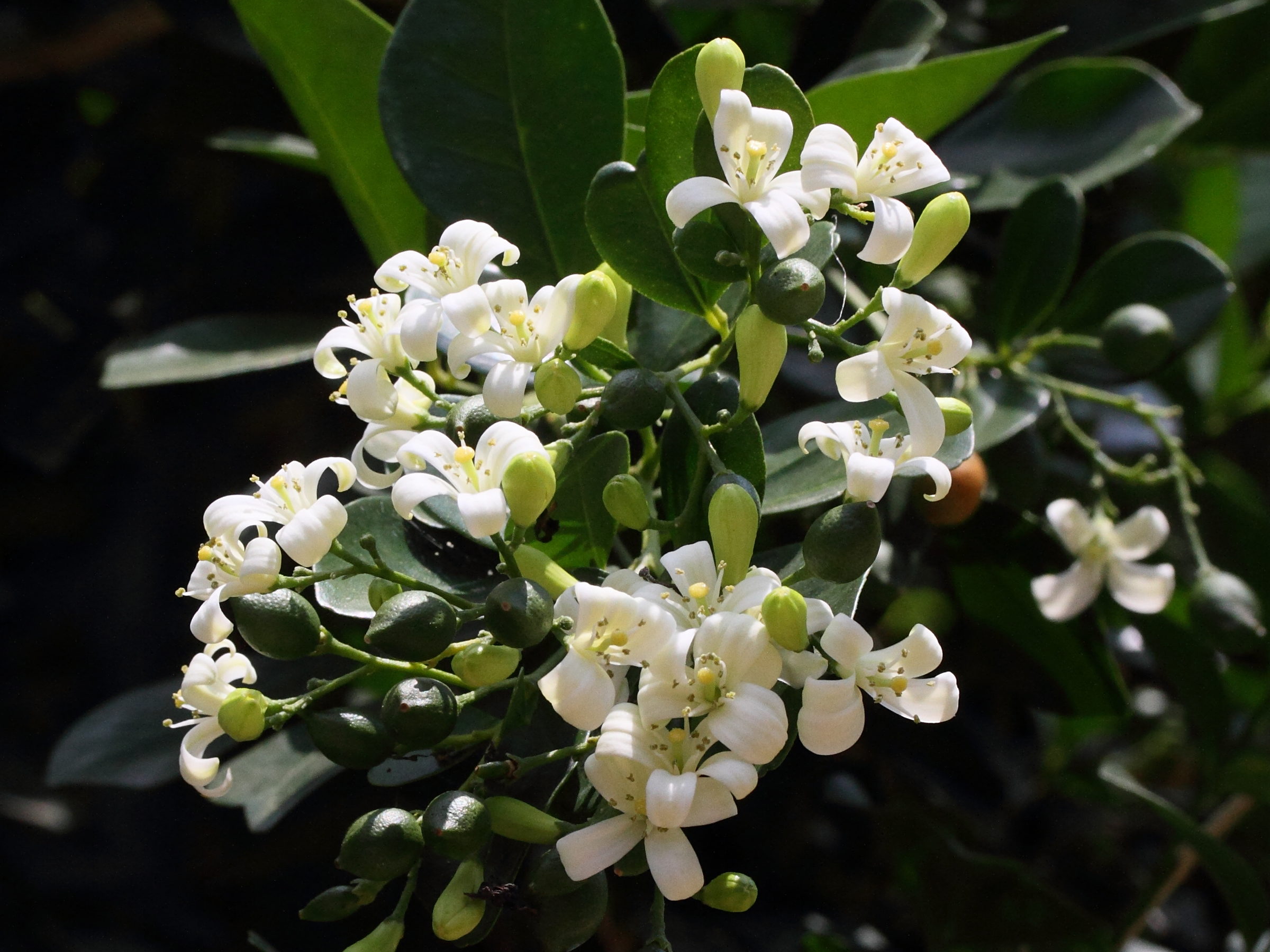 murraya_paniculata1md