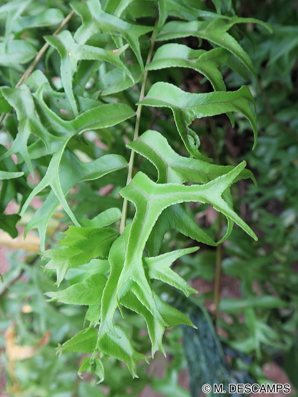 Afficher le média nephrolepis_falcata_furcans5md nephrolepis_falcata_furcans5md