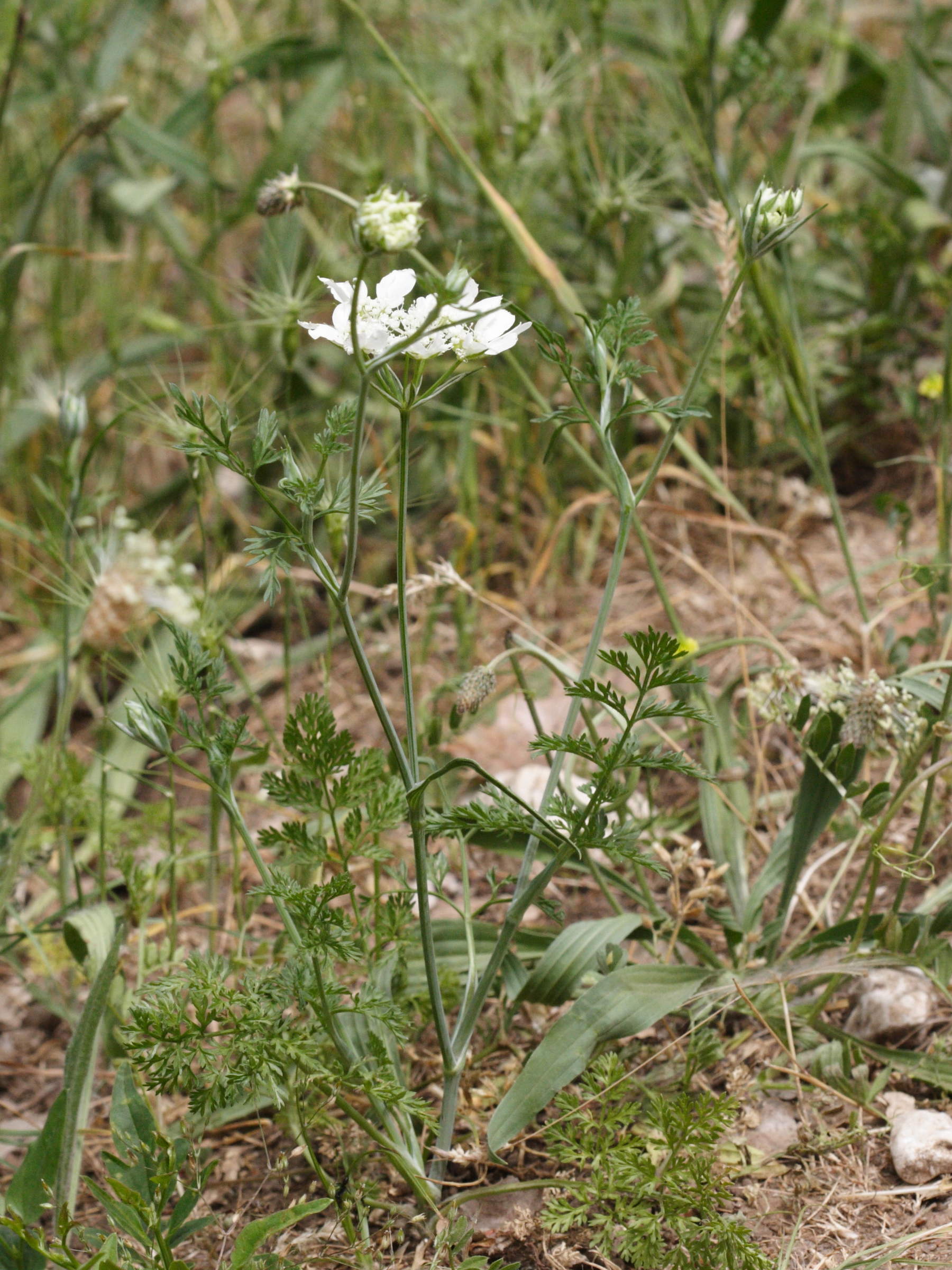 Afficher le média orlaya_grandiflora1md orlaya_grandiflora1md