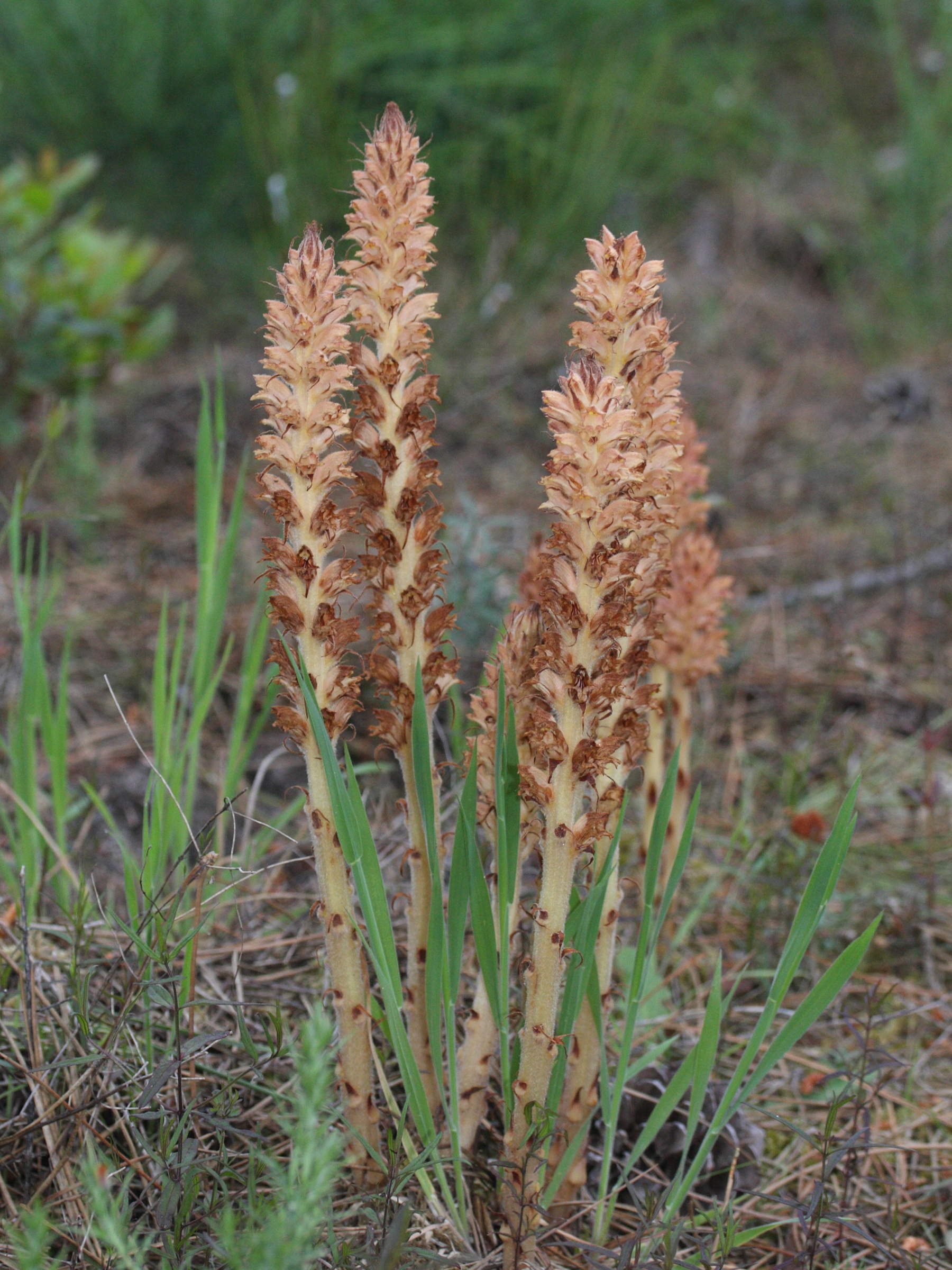 orobanche_rapum-genistae1md