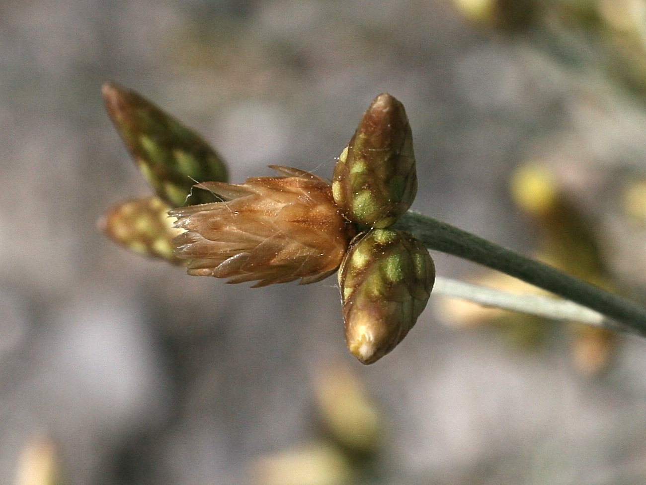 phagnalon_sordidum3md