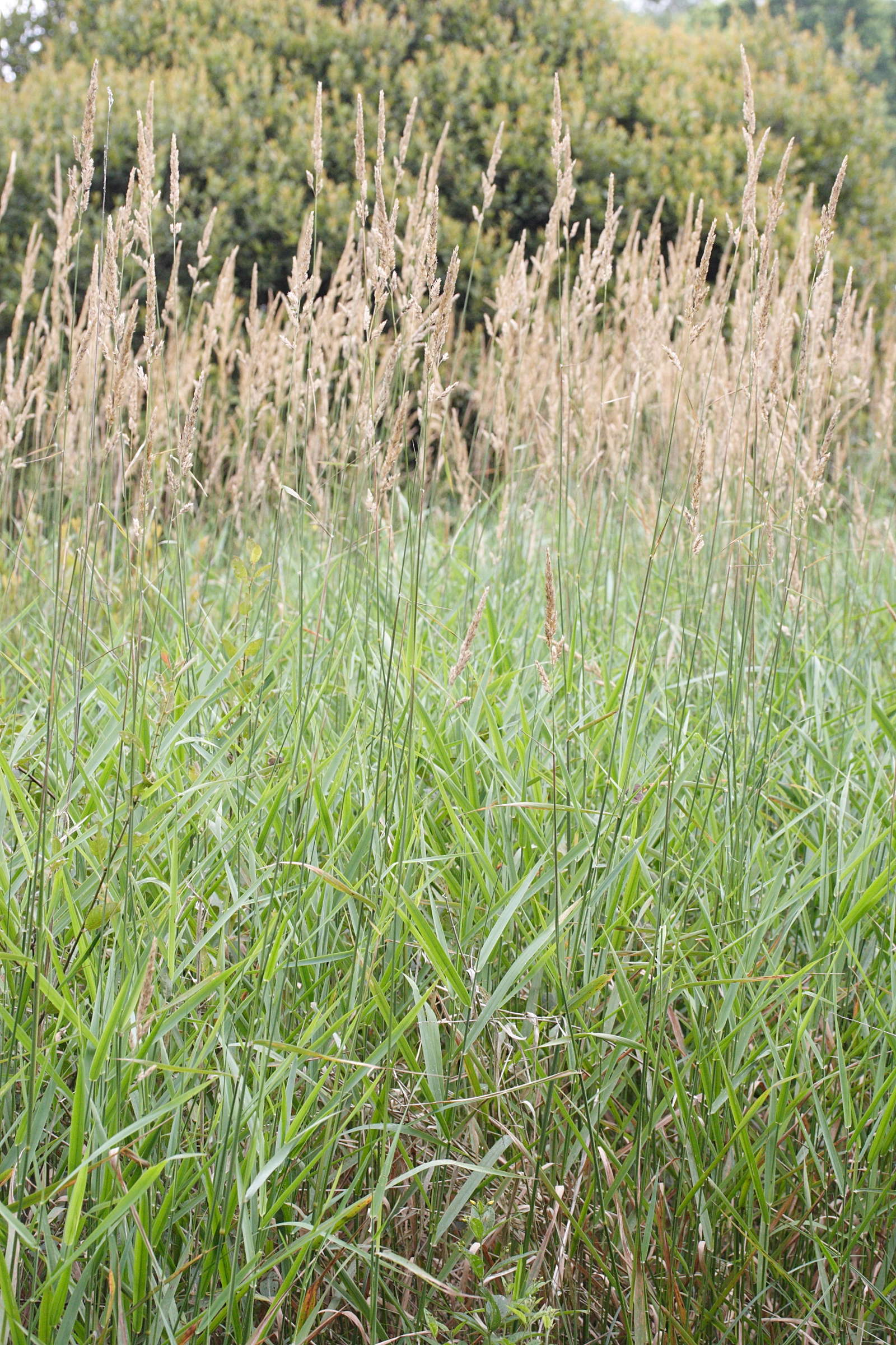 phalaris_arundinacea1bmd