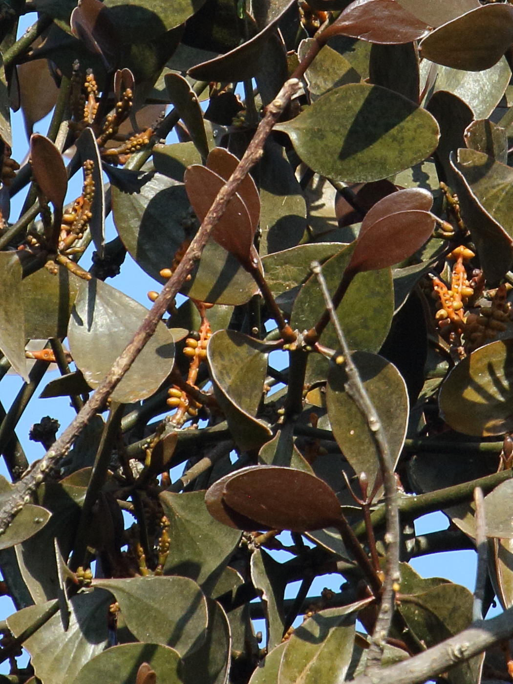 Afficher le média phoradendron_robustissimum4bd phoradendron_robustissimum4bd