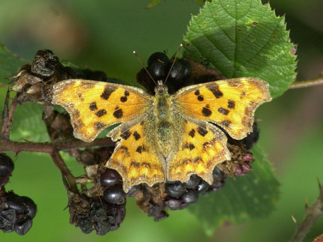 polygonia_c-album3md