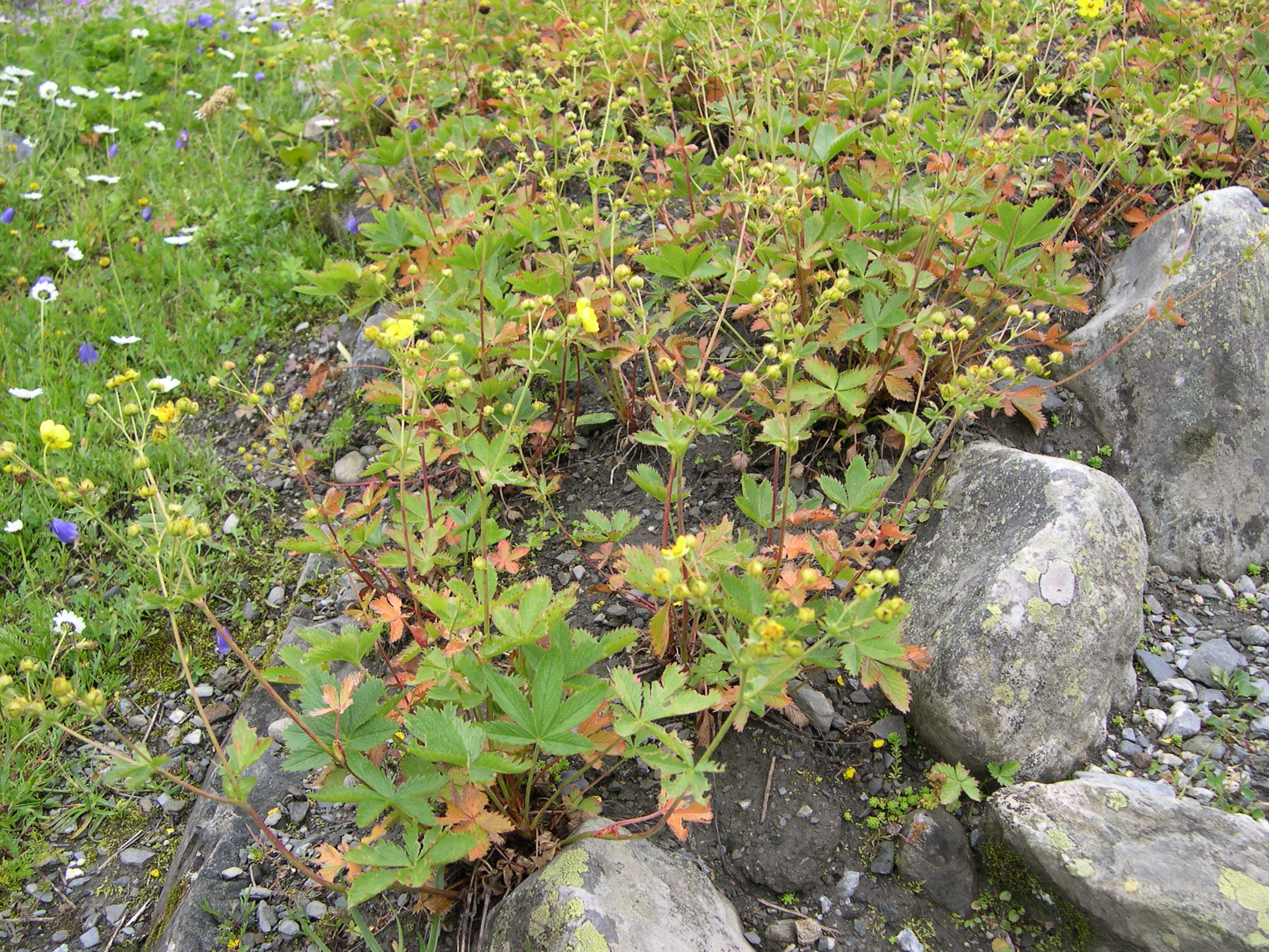 potentilla_delphinensis1md