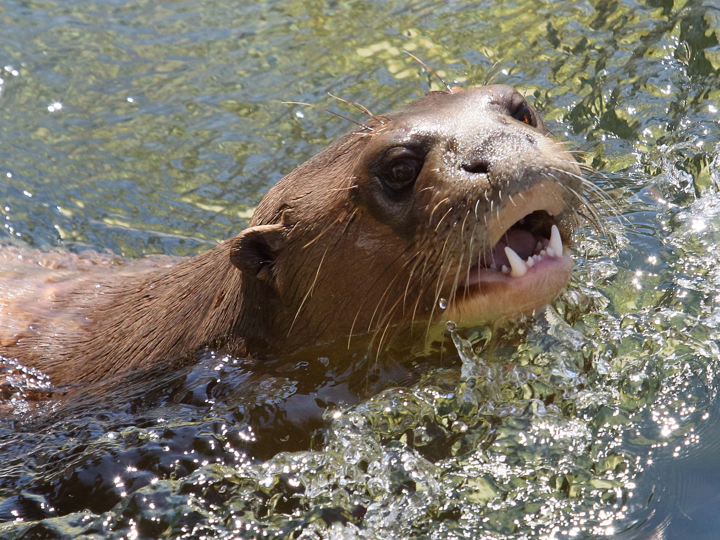 pteronura_brasiliensis2bd