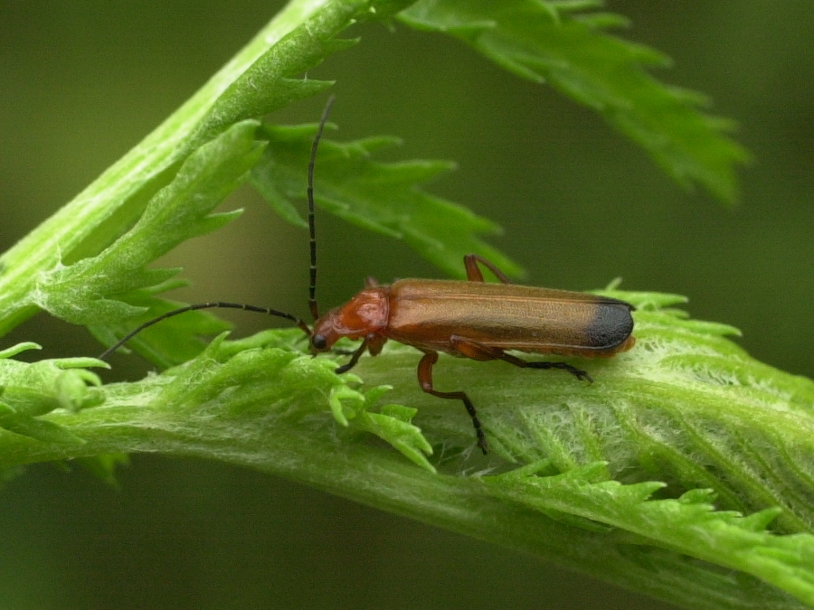rhagonycha_fulva1bmd