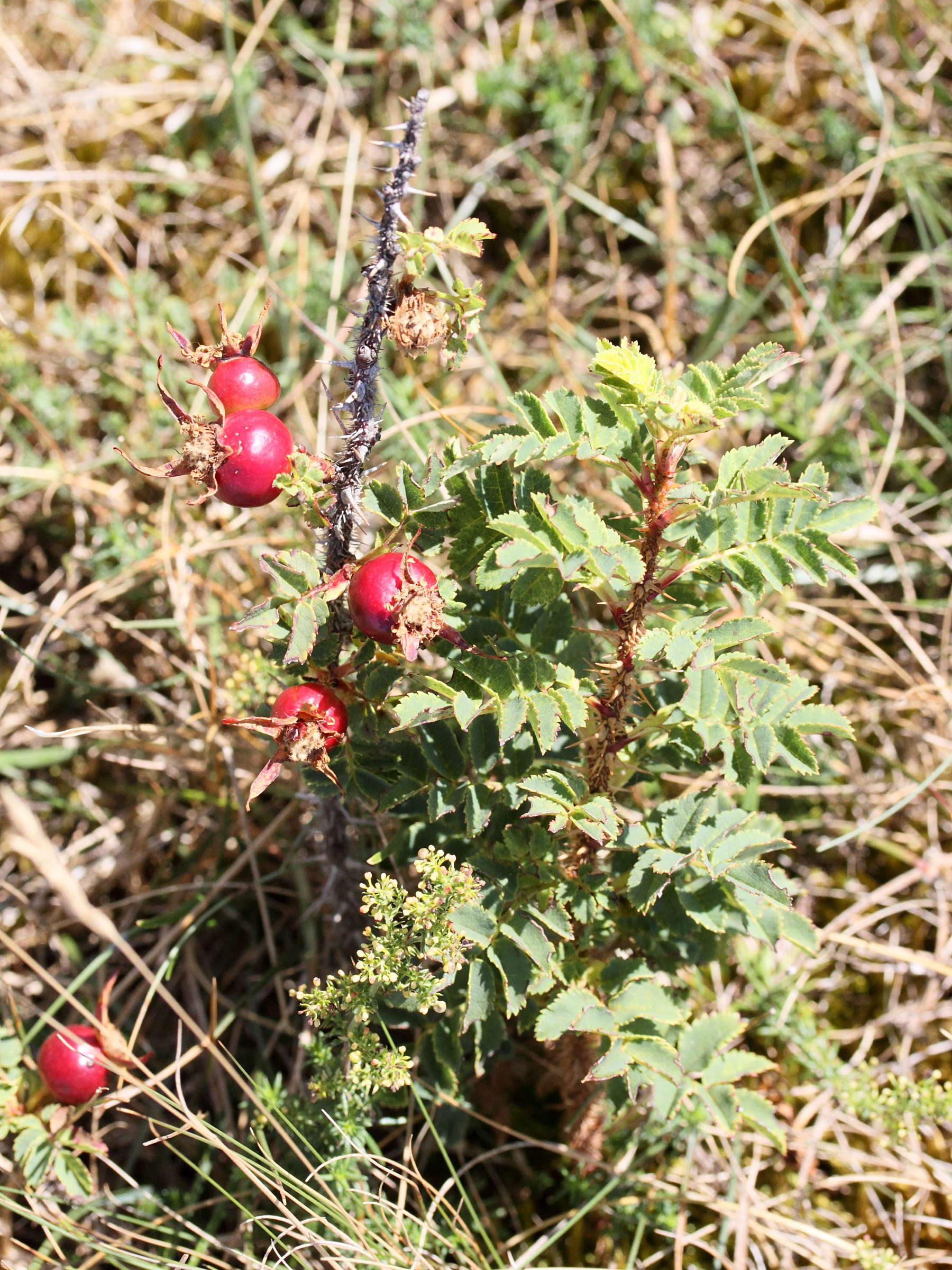 rosa_pimpinellifolia7md