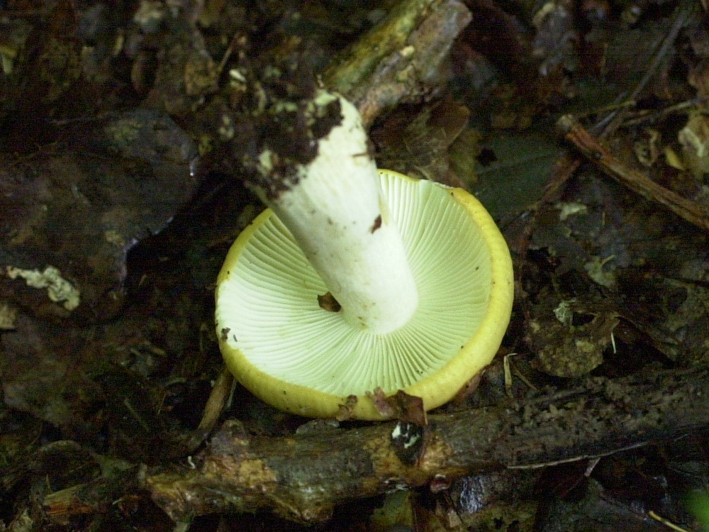 Afficher le média russula_ochroleuca4bd russula_ochroleuca4bd