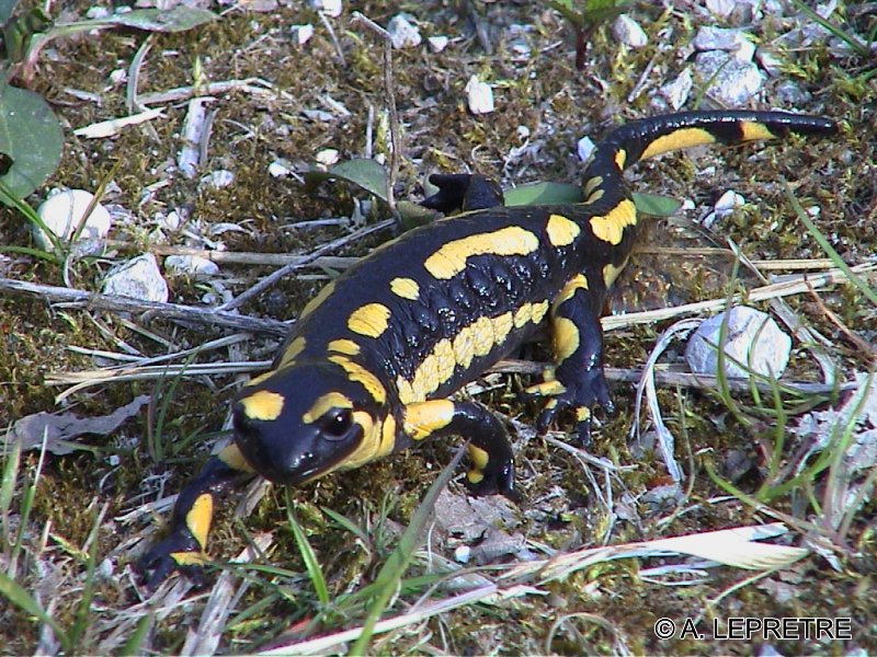 Salamandra_maculata