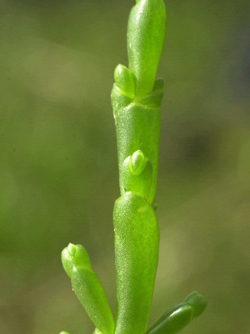 Afficher le média Salicornia_europaea Salicornia_europaea