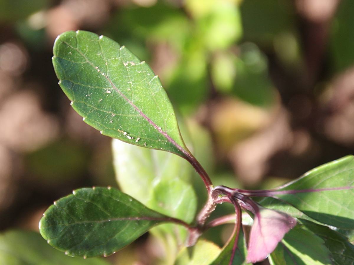 salvia_buchananii2bd