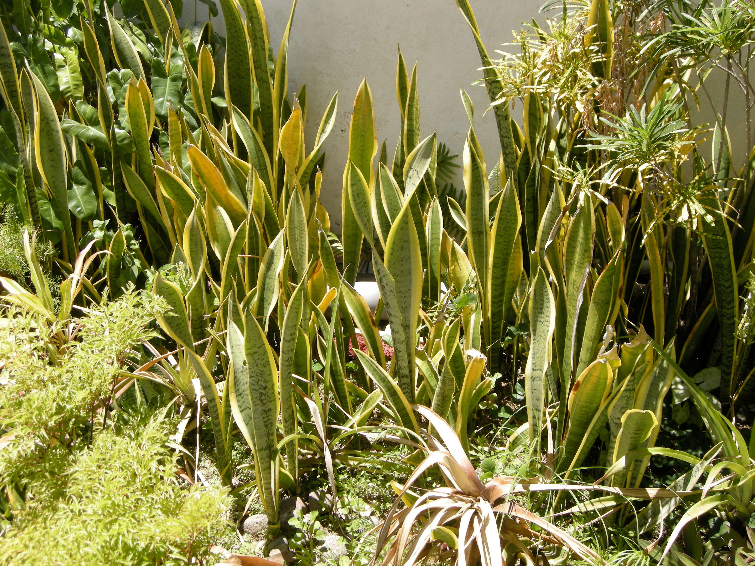 sansevieria_trifasciata_laurentii1md