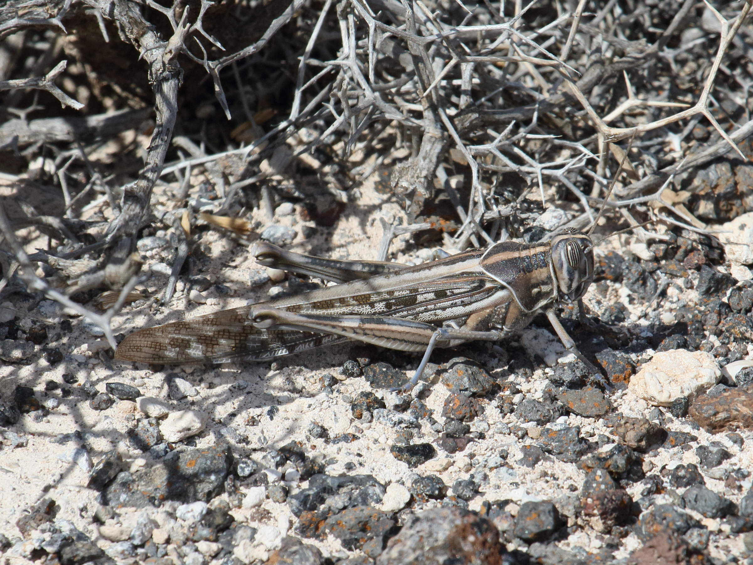 schistocerca_gregaria5bd