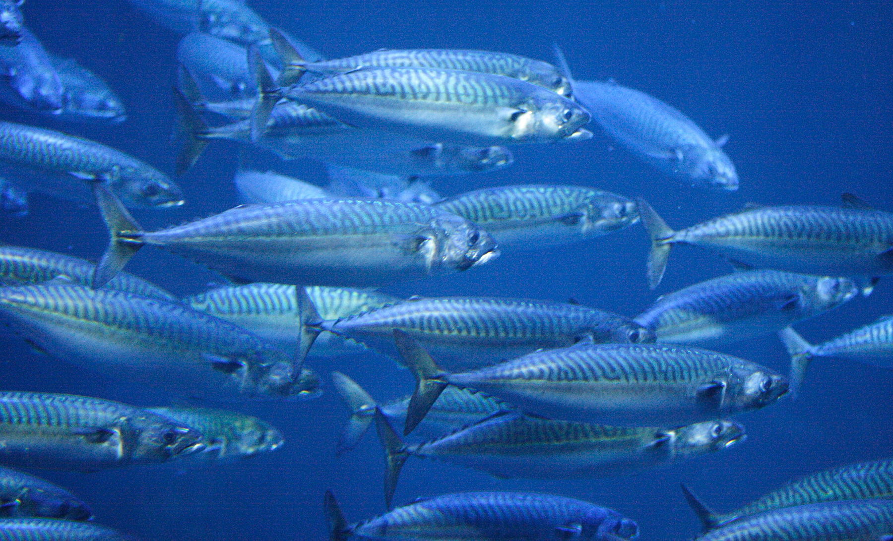 Afficher le média scomber_scombrus2md scomber_scombrus2md