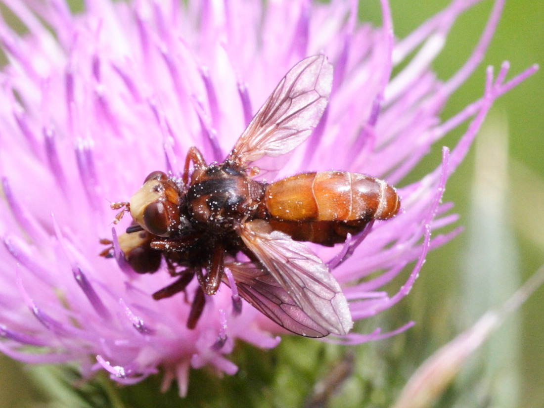 sicus_ferrugineus2md