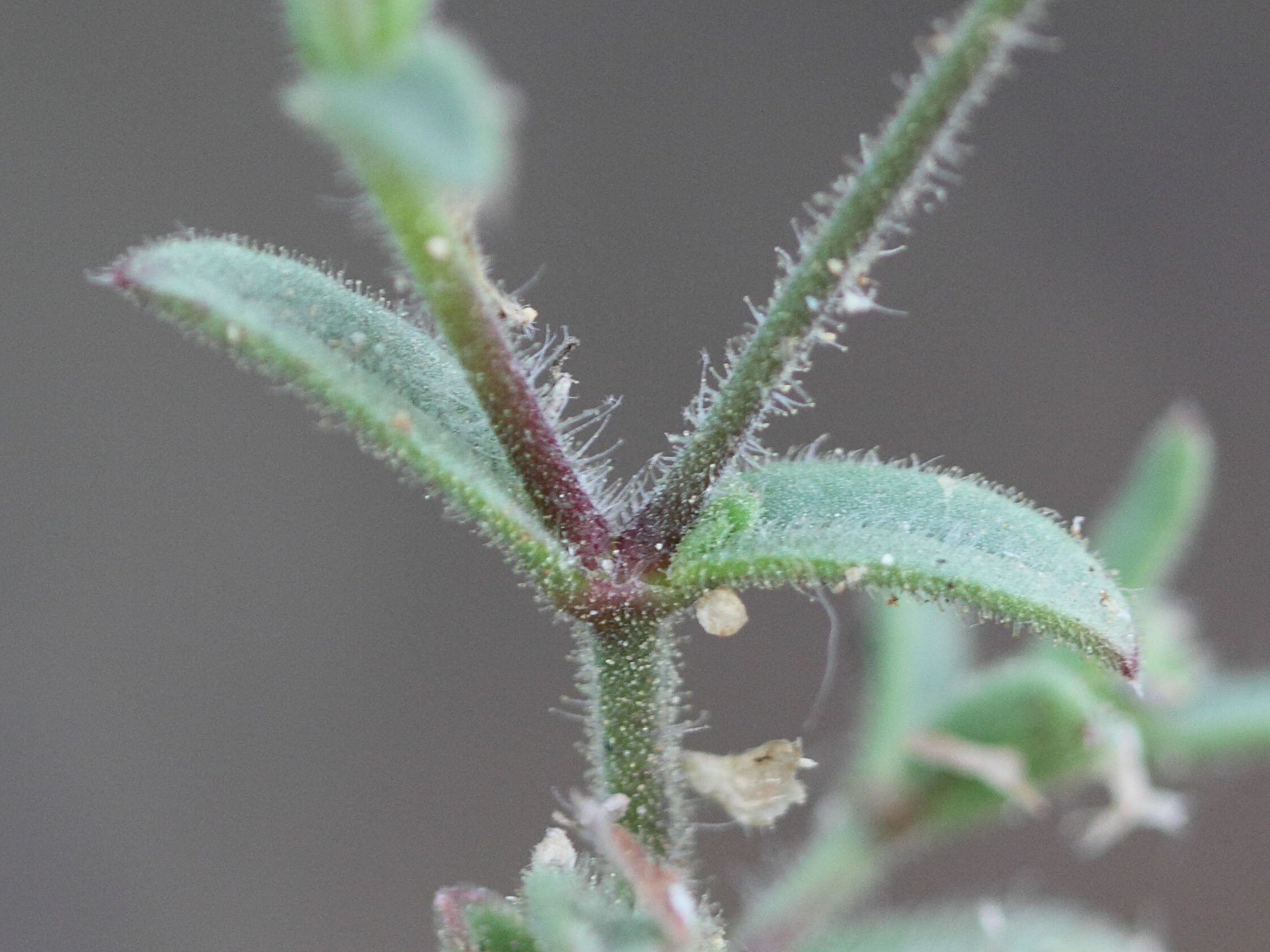 silene_colorata_colorata3bd