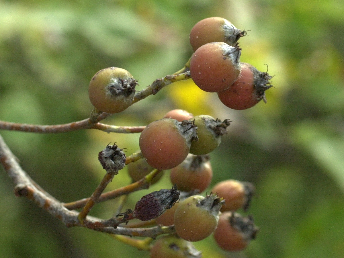 sorbus_mougeoti3md