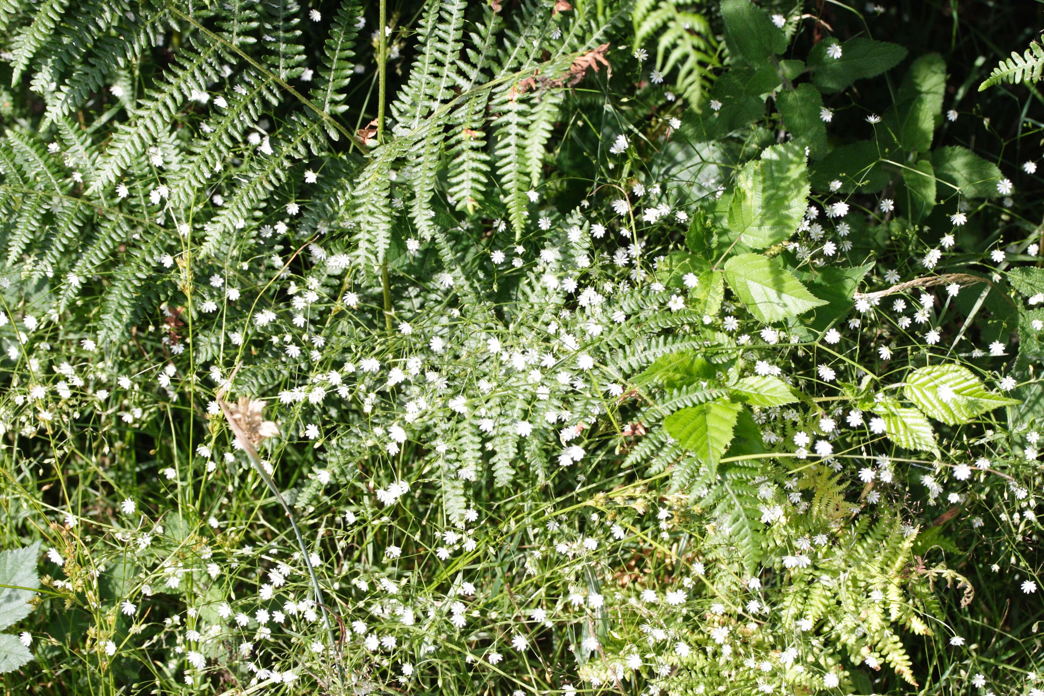 Afficher le média stellaria_graminea1md stellaria_graminea1md