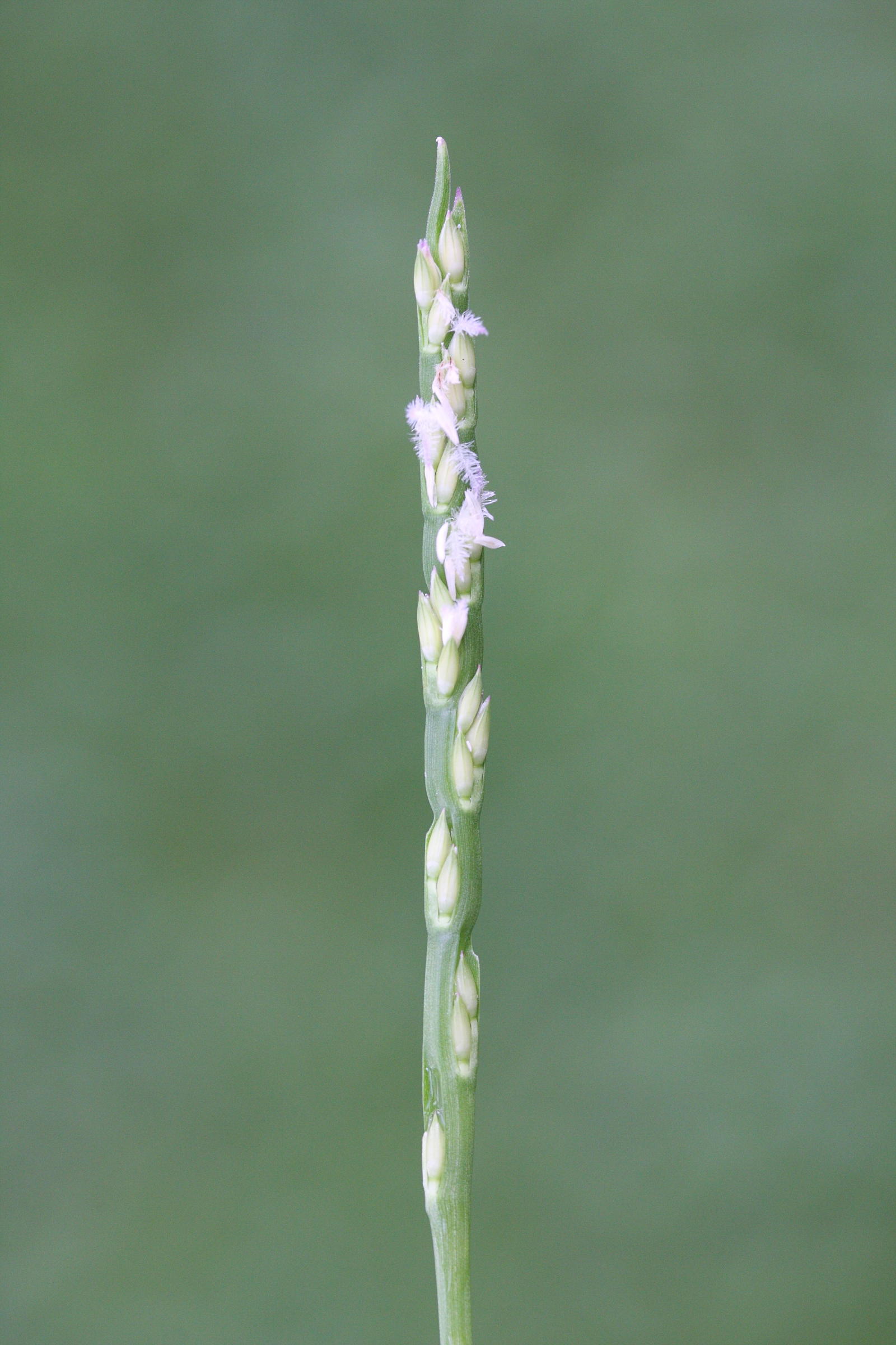 stenotaphrum_dimidiatum2md