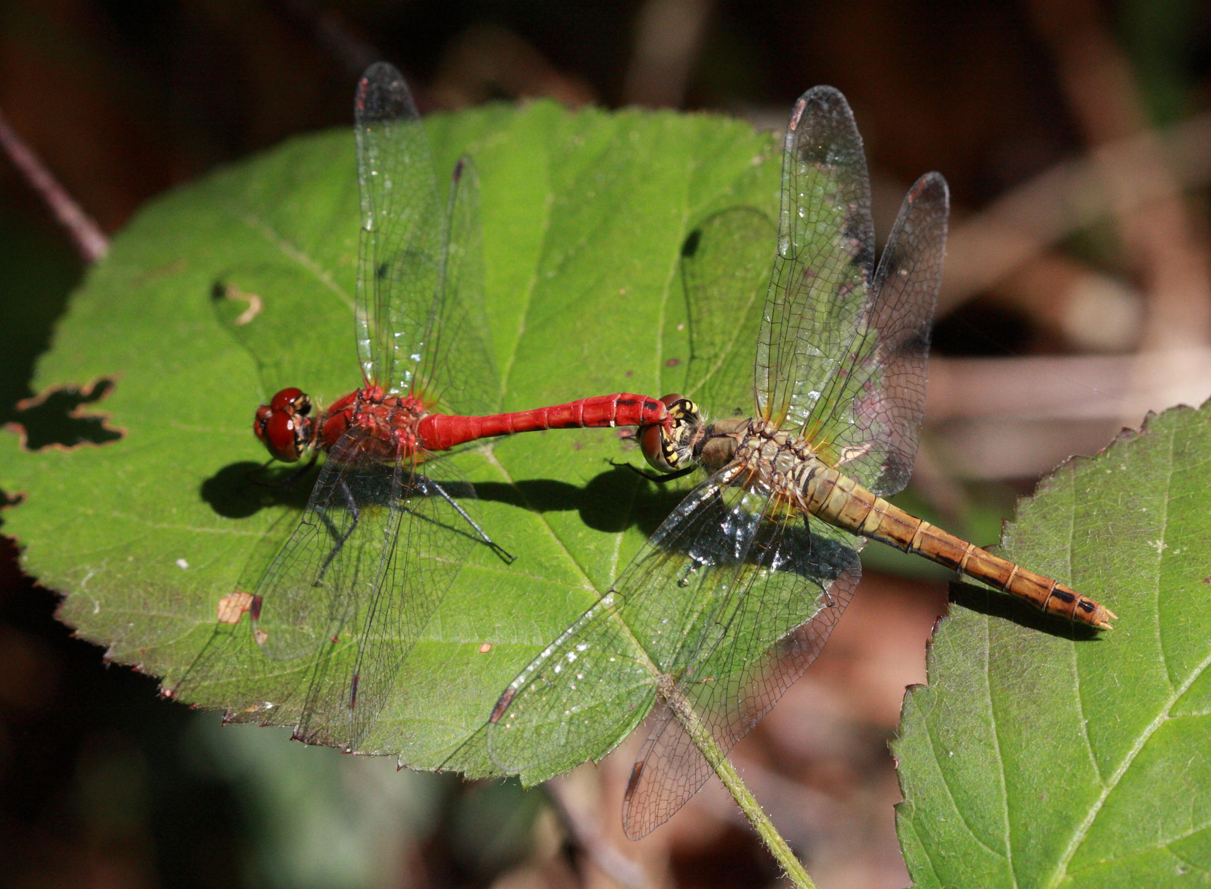 Afficher le média sympetrum_sanguineum6bd sympetrum_sanguineum6bd