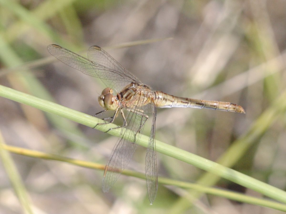 Afficher le média sympetrum_striolatum2bd sympetrum_striolatum2bd