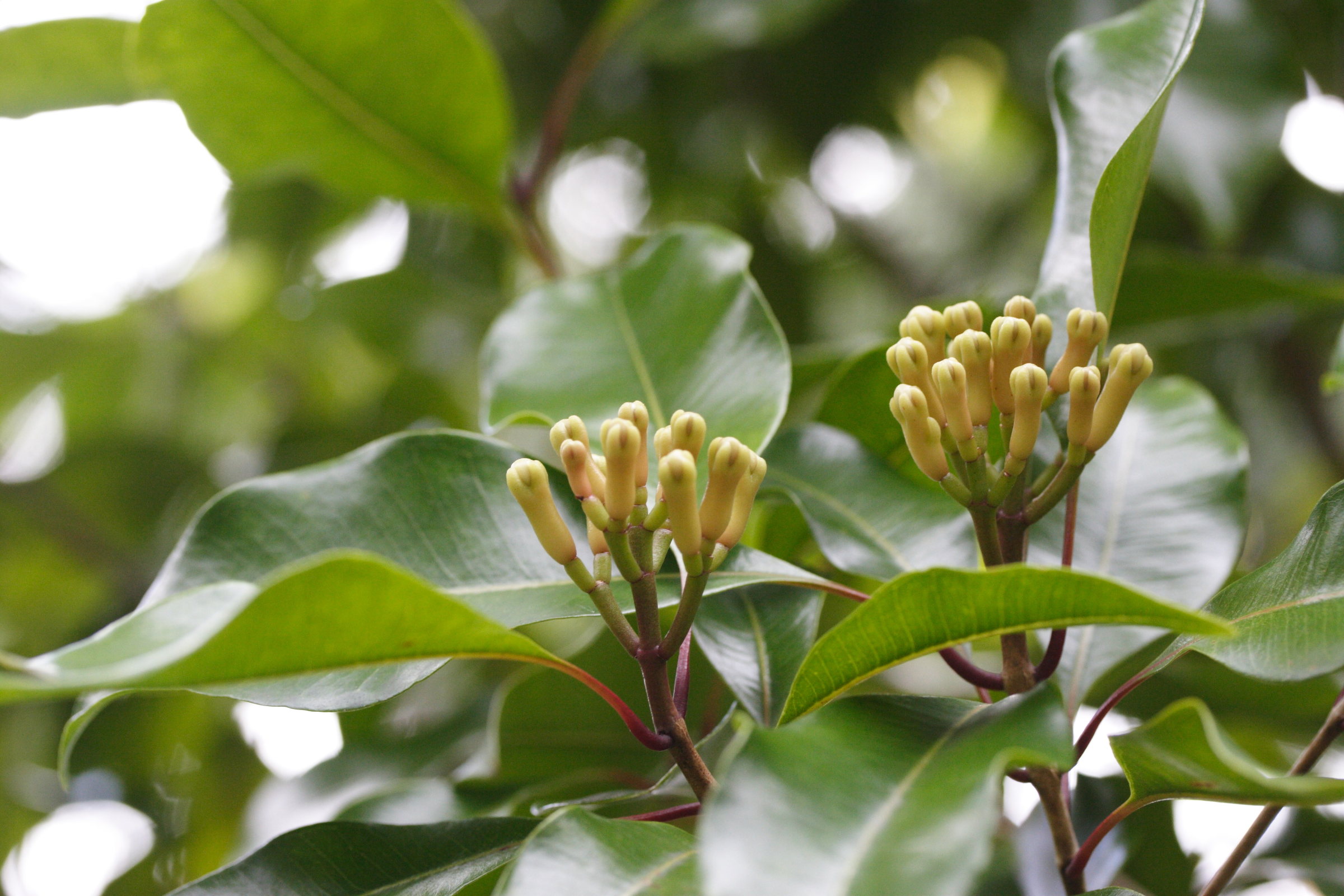 syzygium_aromaticum1md