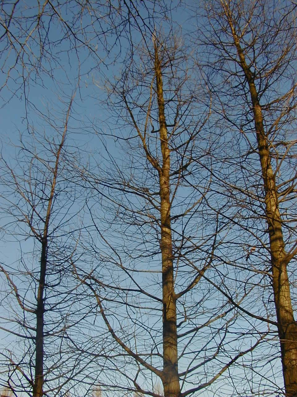 Afficher le média taxodium_distichum1bmd taxodium_distichum1bmd