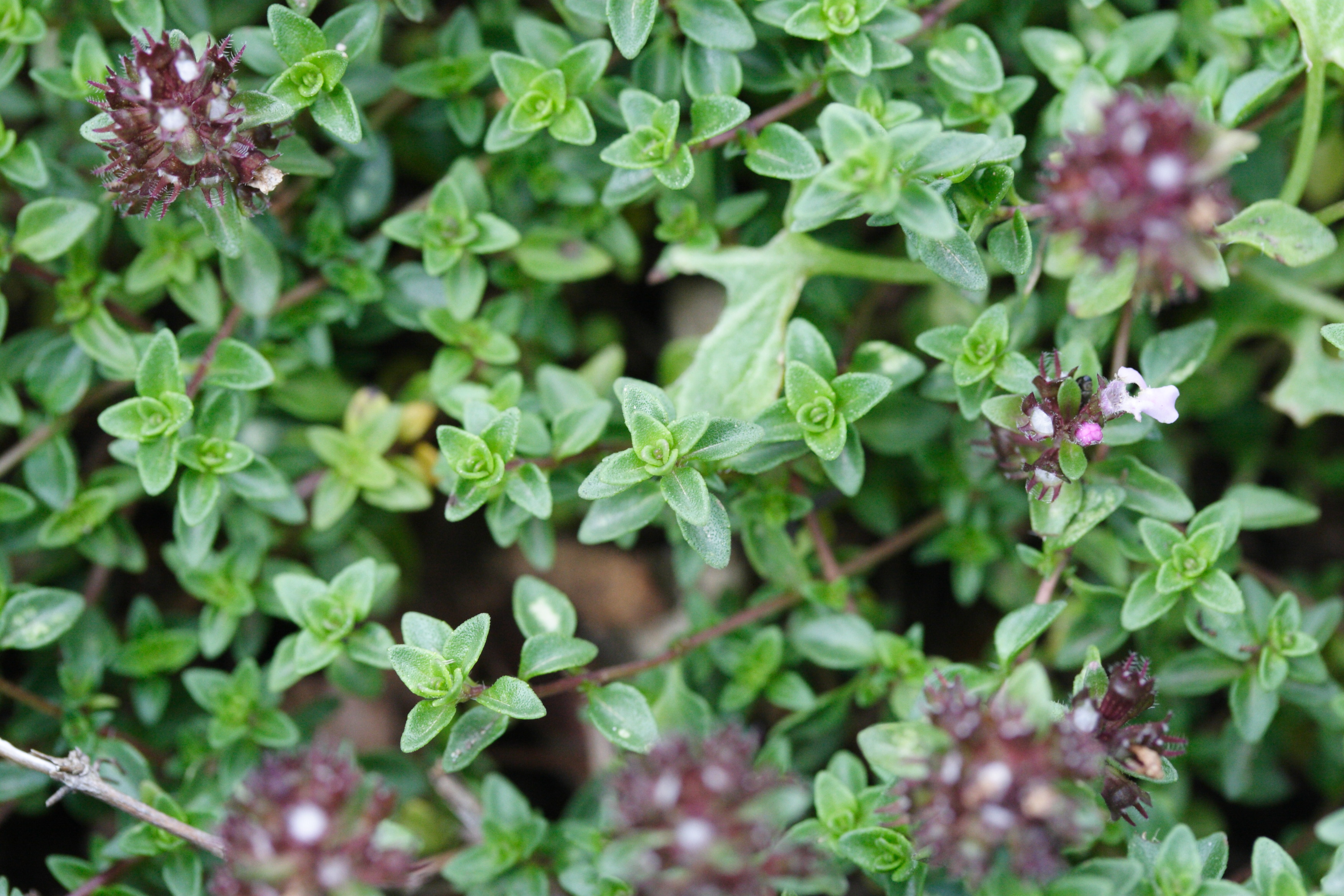 thymus_herba-barona3md