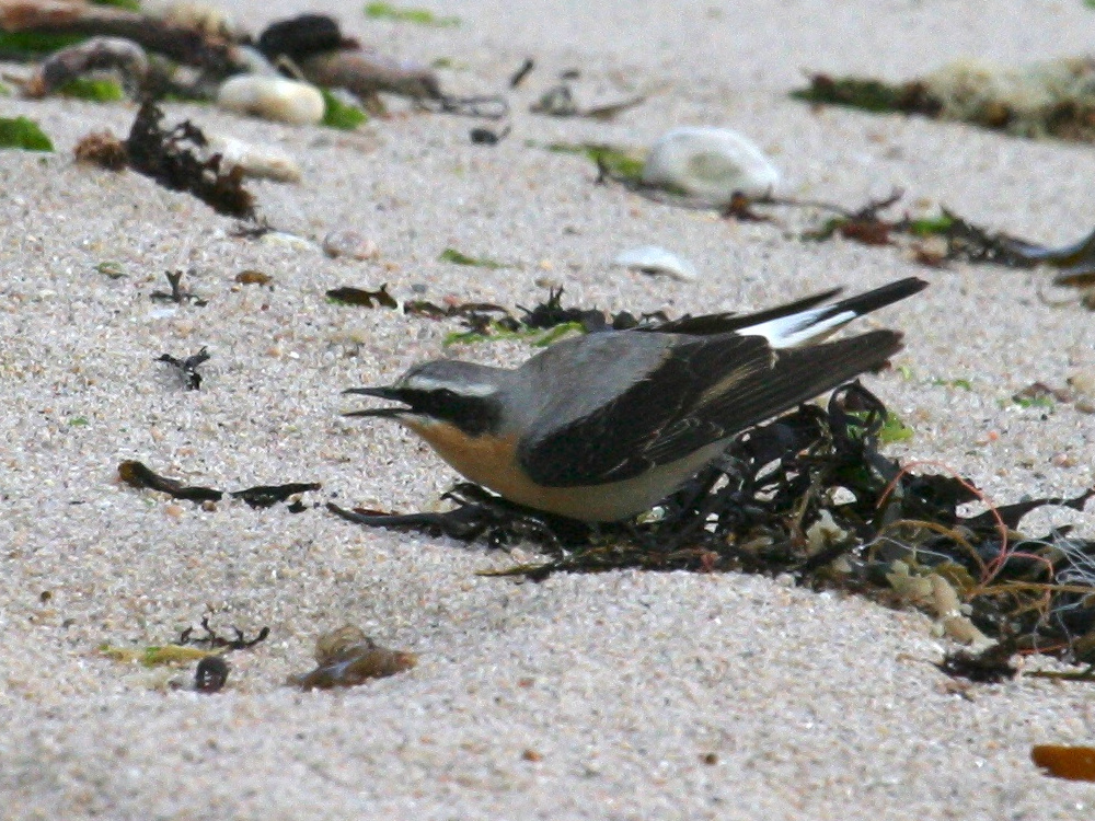 traquet_motteux_-_oenanthe_oenanthe1bd