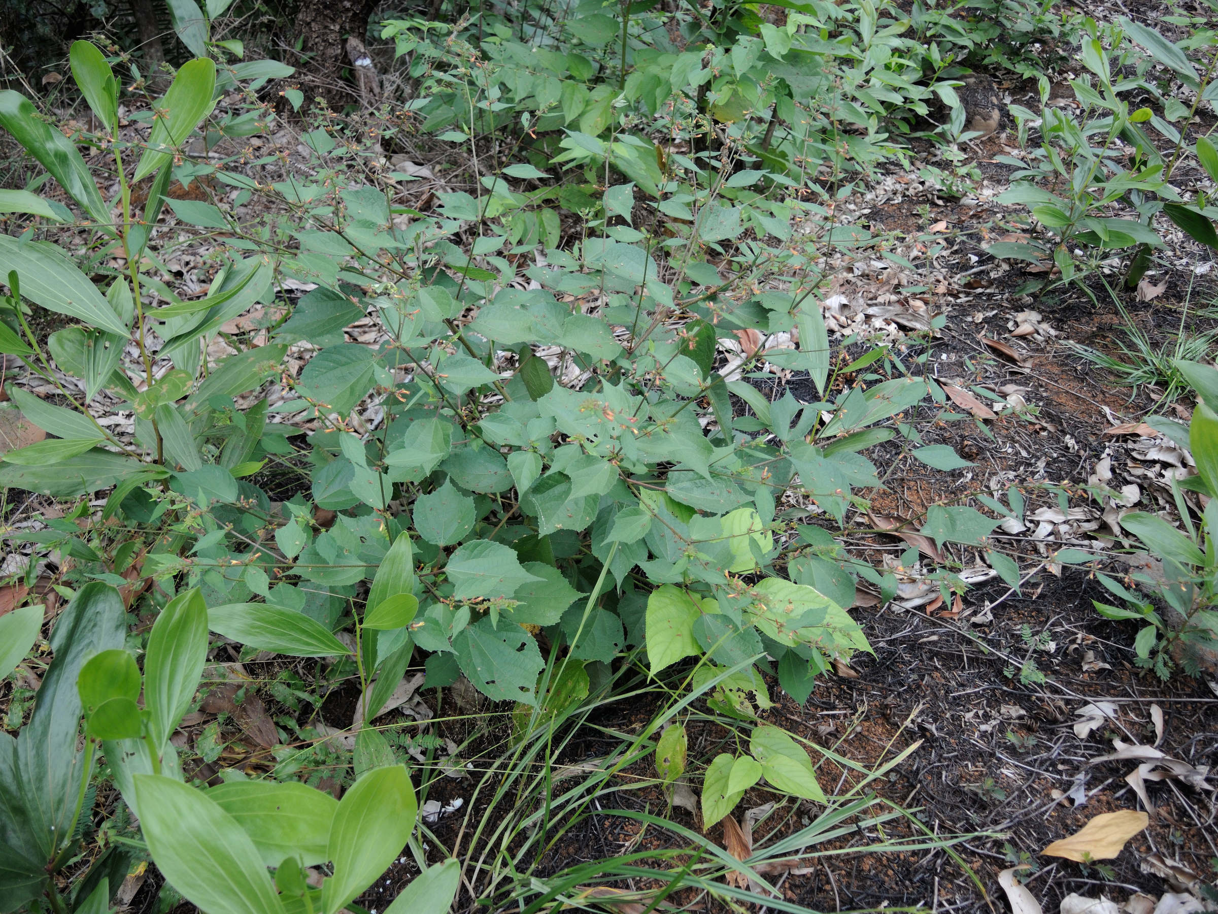 triumfetta_rhomboidea5md