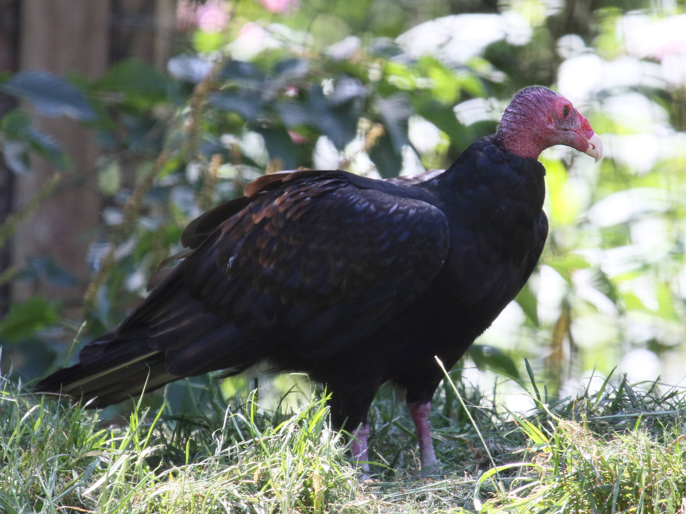 Afficher le média urubu_a_tete_rouge_-_cathartes_aura3bd urubu_a_tete_rouge_-_cathartes_aura3bd