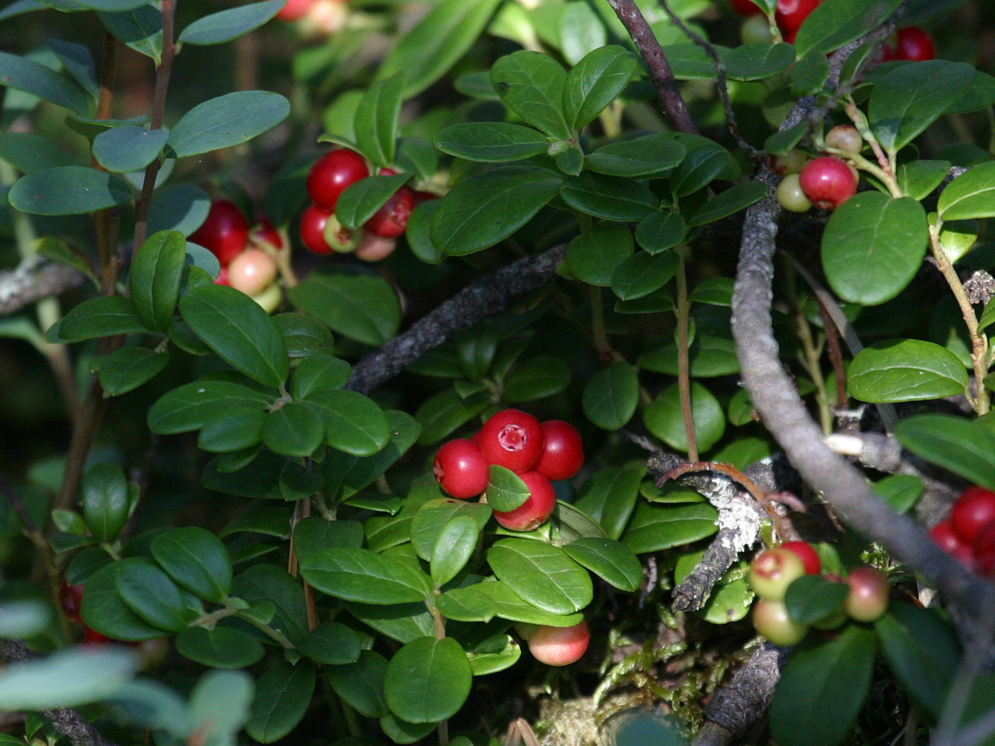 vaccinium_vitis-idaea2bd