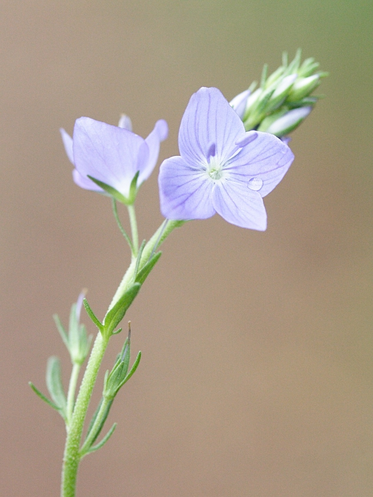 veronica_austriaca_jacquini1md