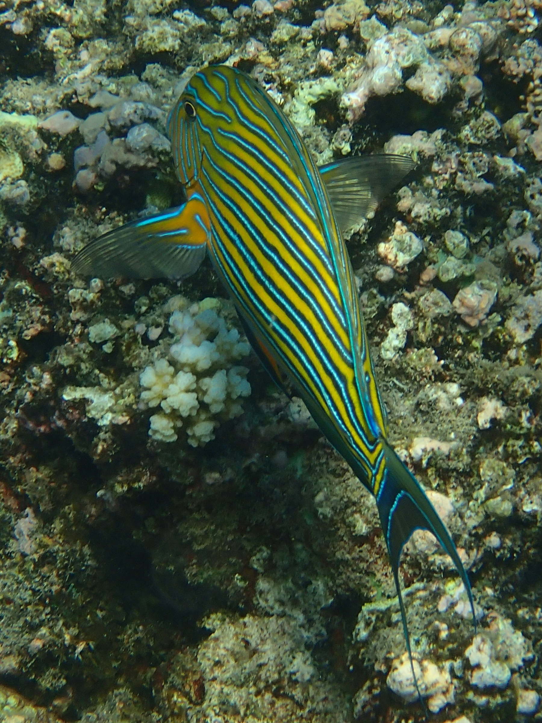Afficher le média acanthurus_lineatus2bd acanthurus_lineatus2bd