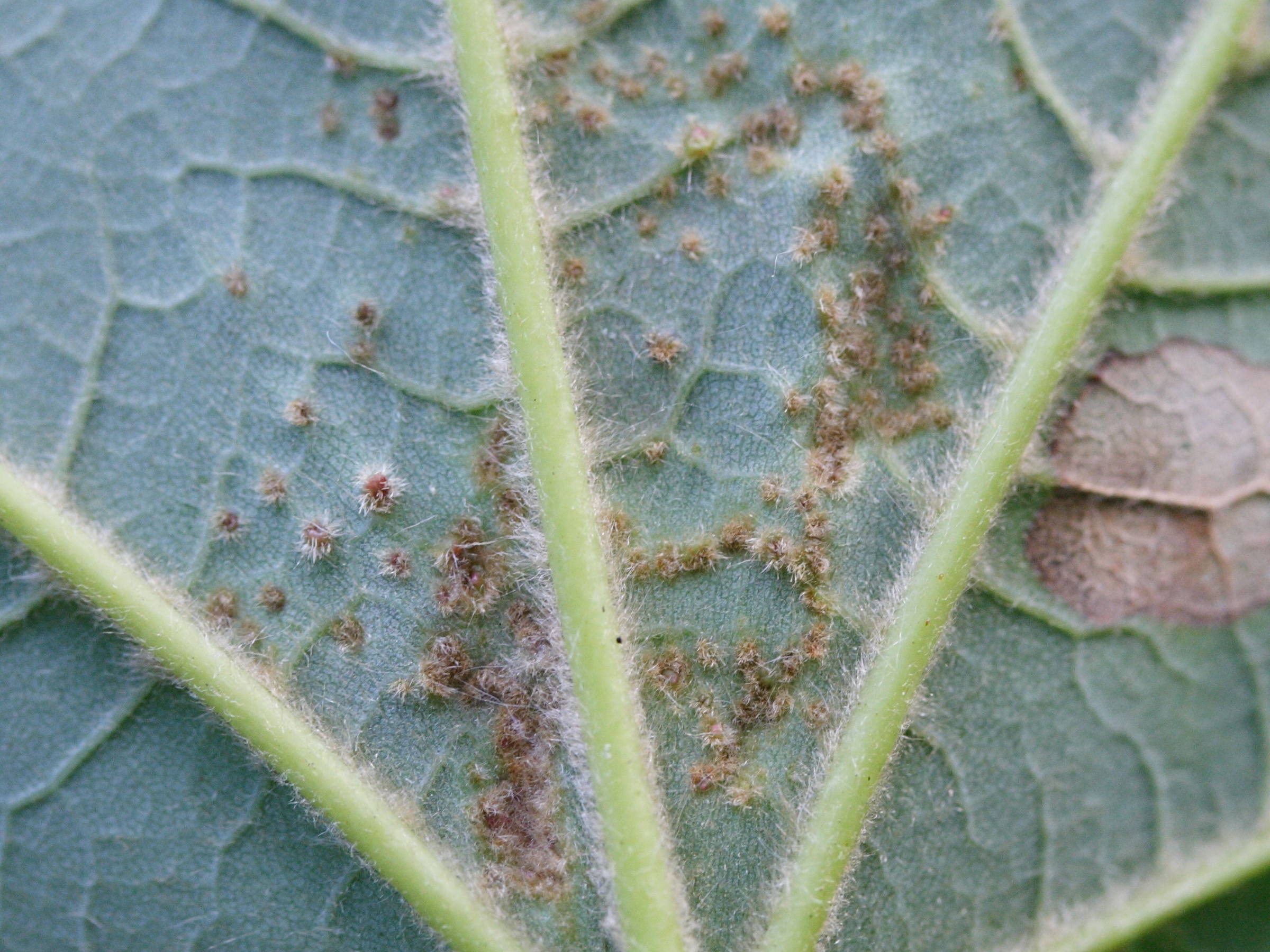 aceria_macrorhyncha_galle2md