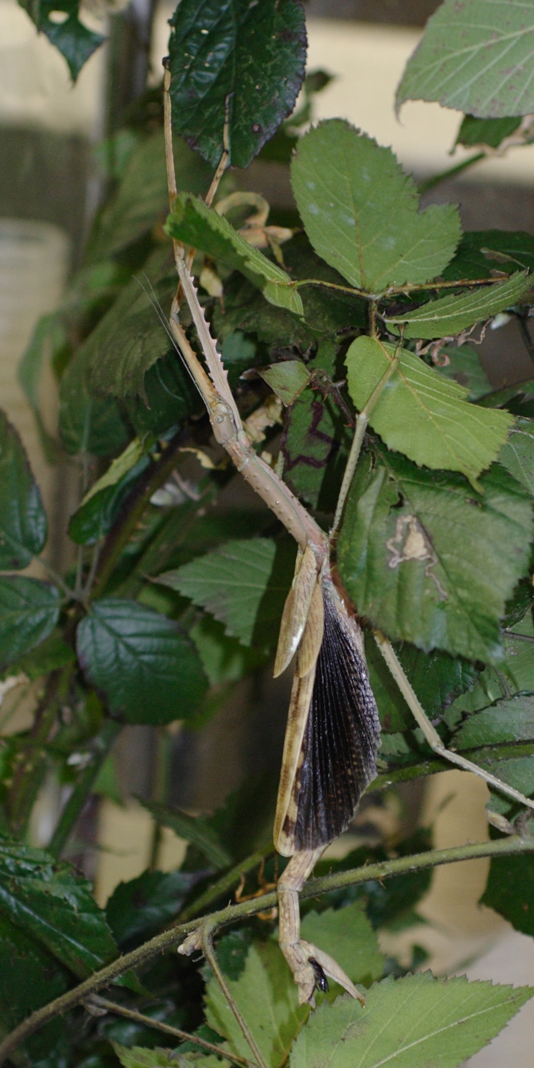 acrophylla_wuelfingi1bd