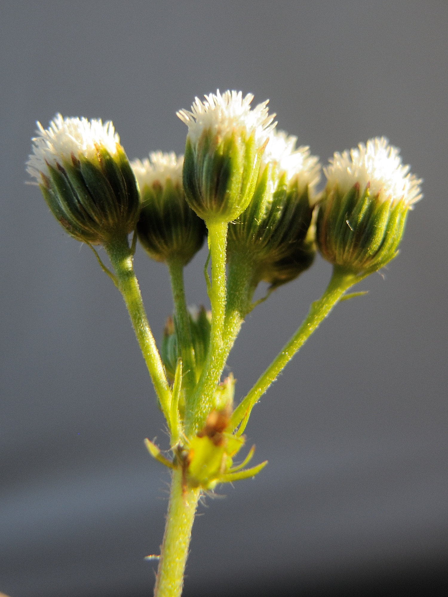 ageratina_riparia6md