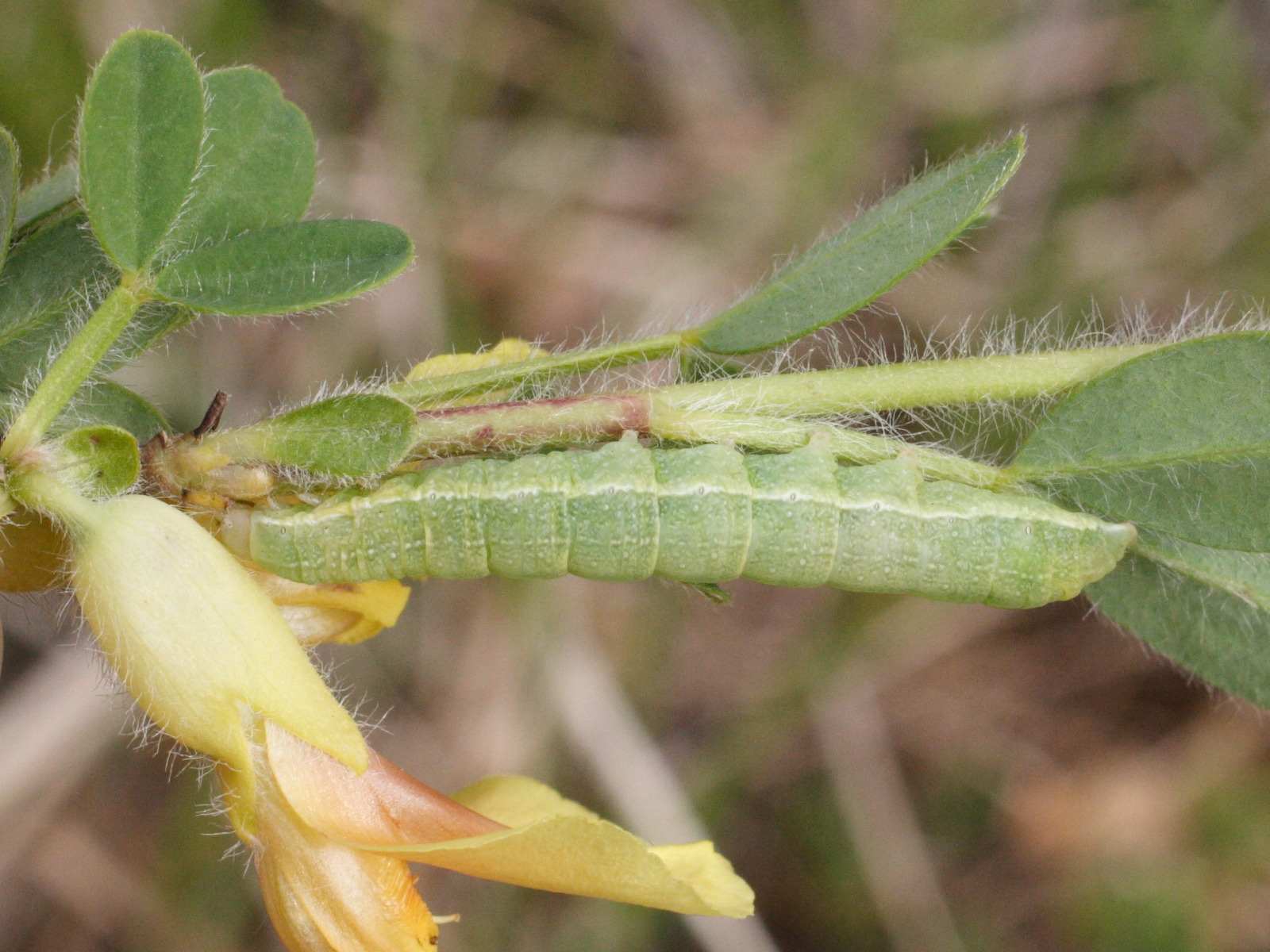 agrochola_lychnidis_ch2md