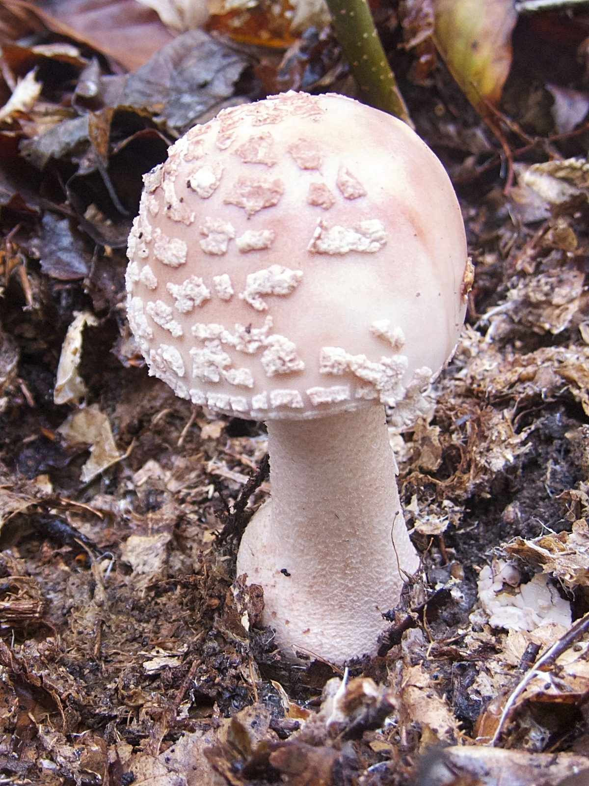 Afficher le média amanita_rubescens7bd amanita_rubescens7bd