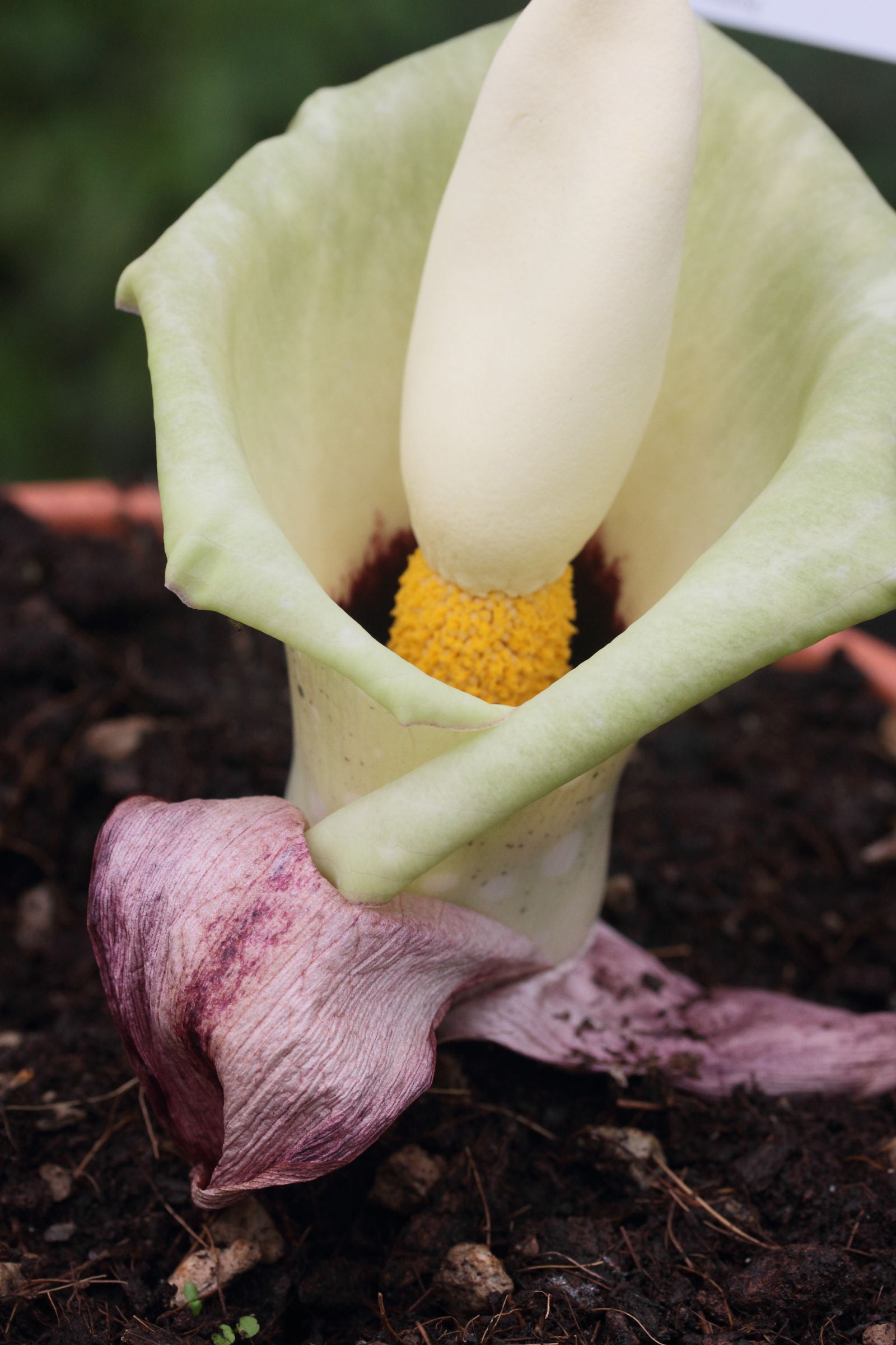 amorphophallus_prainii2md
