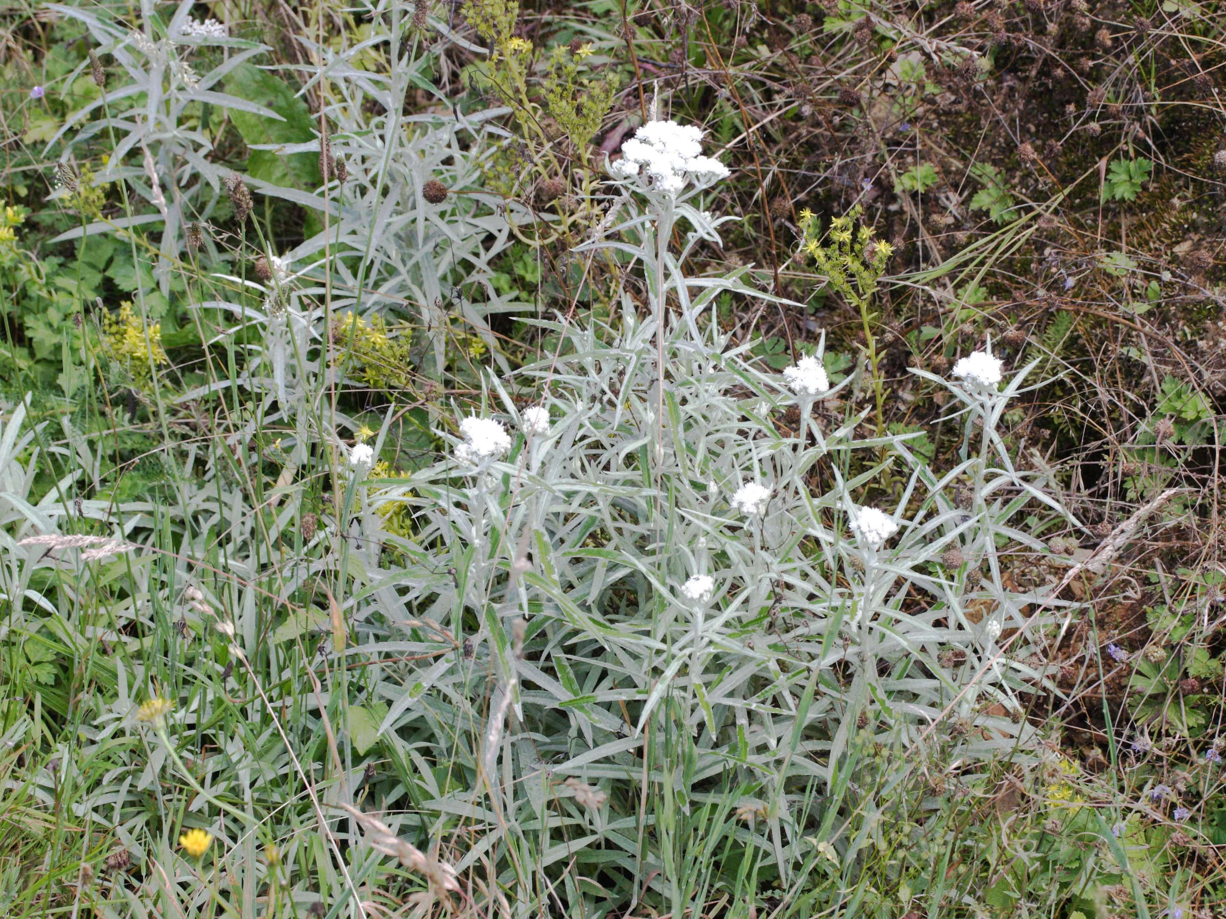 anaphalis_margaritacea1md