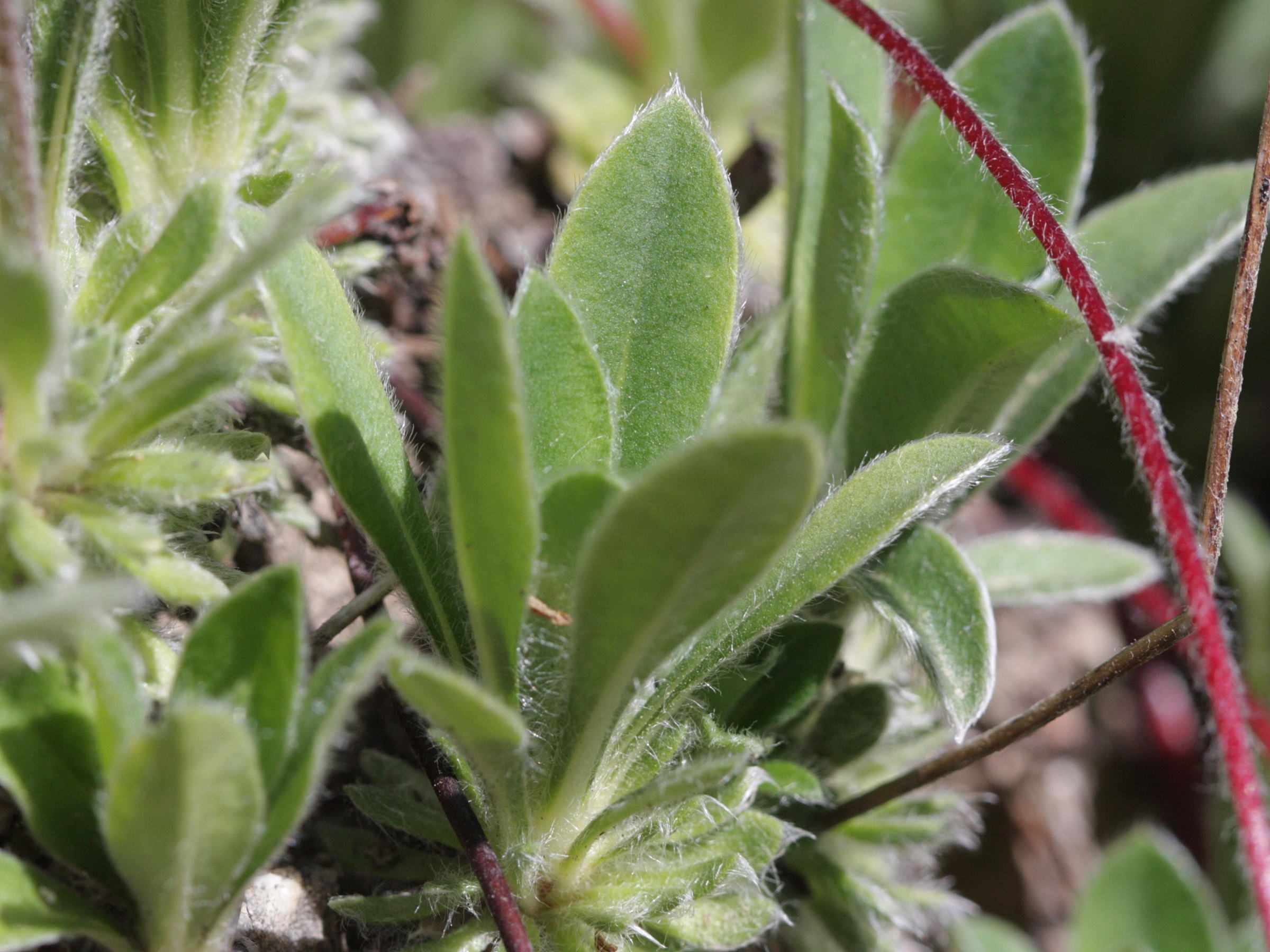 Afficher le média androsace_sarmentosa3bd androsace_sarmentosa3bd