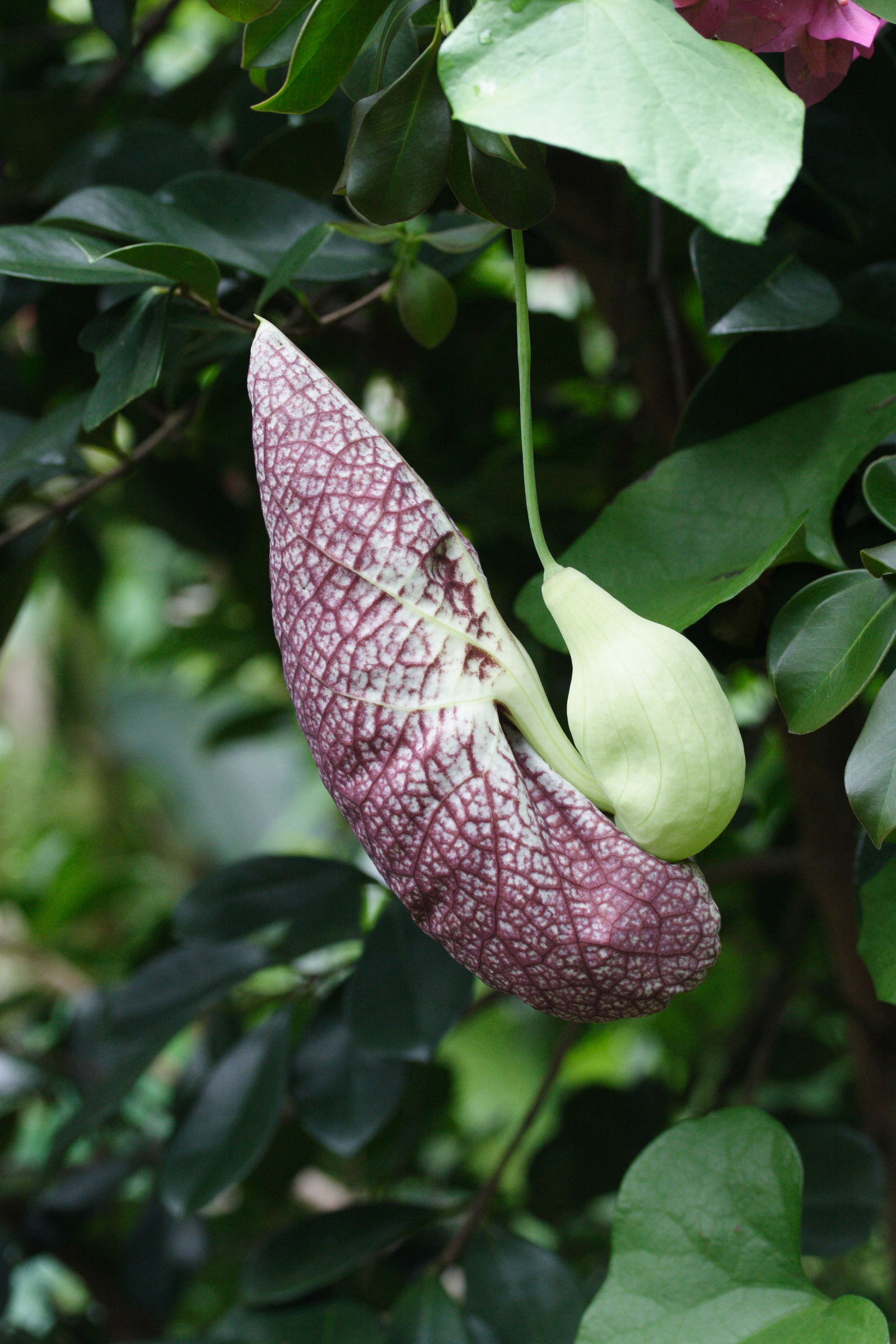 aristolochia_gigantea3cmd