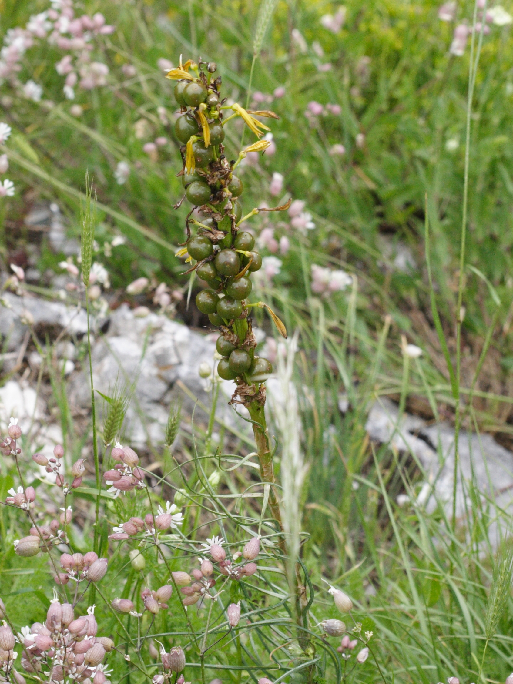 asphodeline_lutea3md