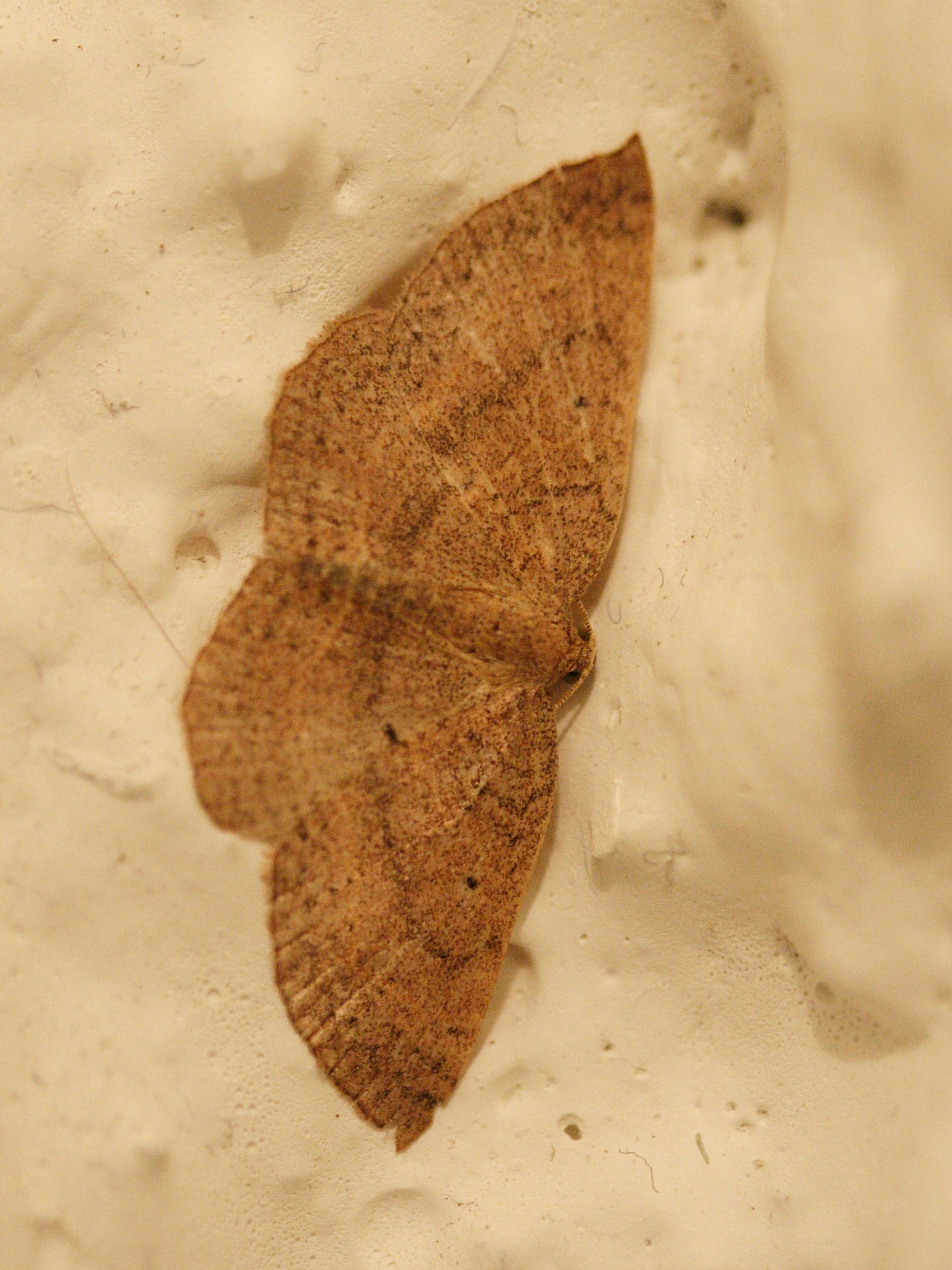 asthenotricha_lophoptera