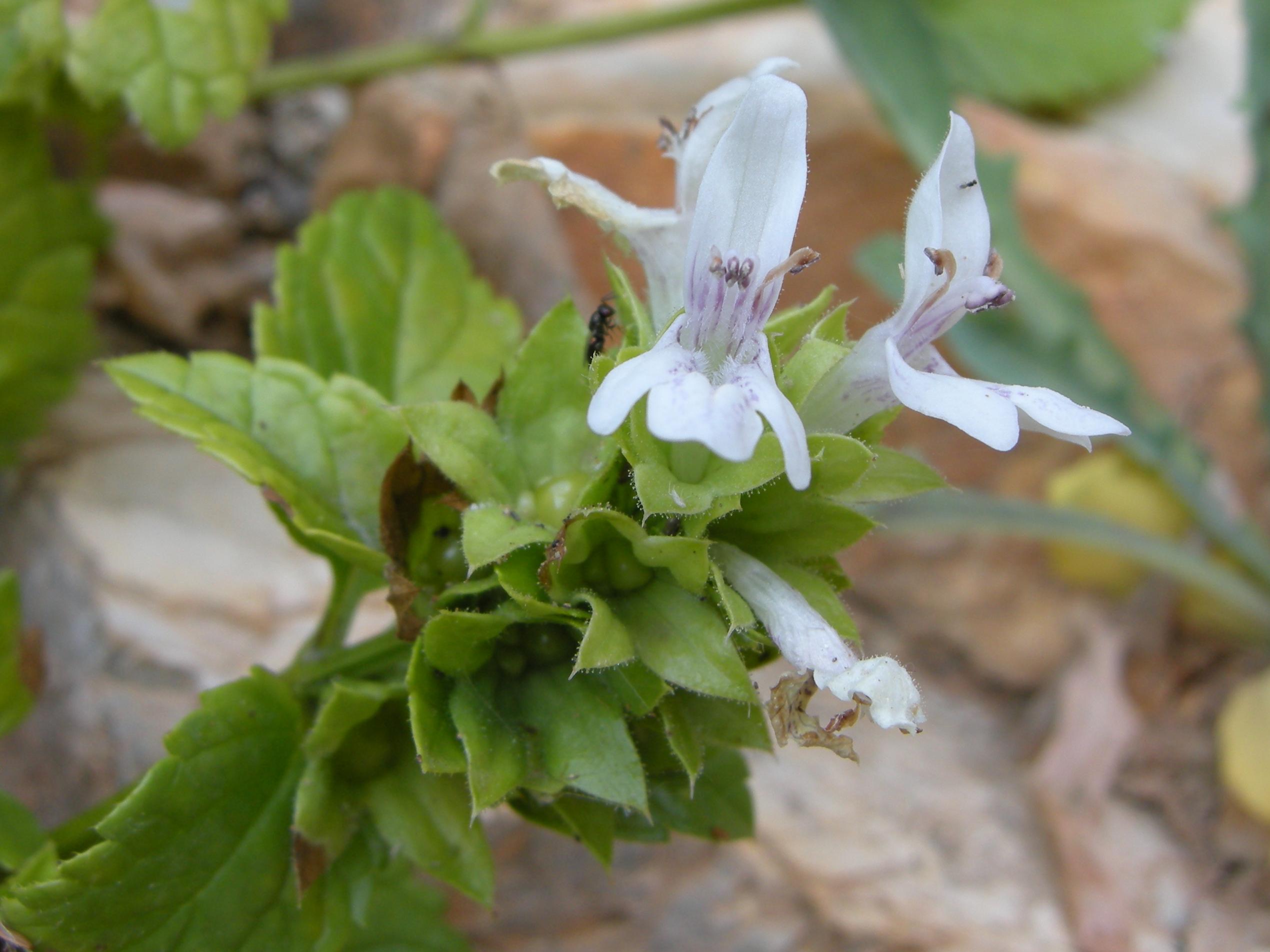 ballota_nigra_foetida5md